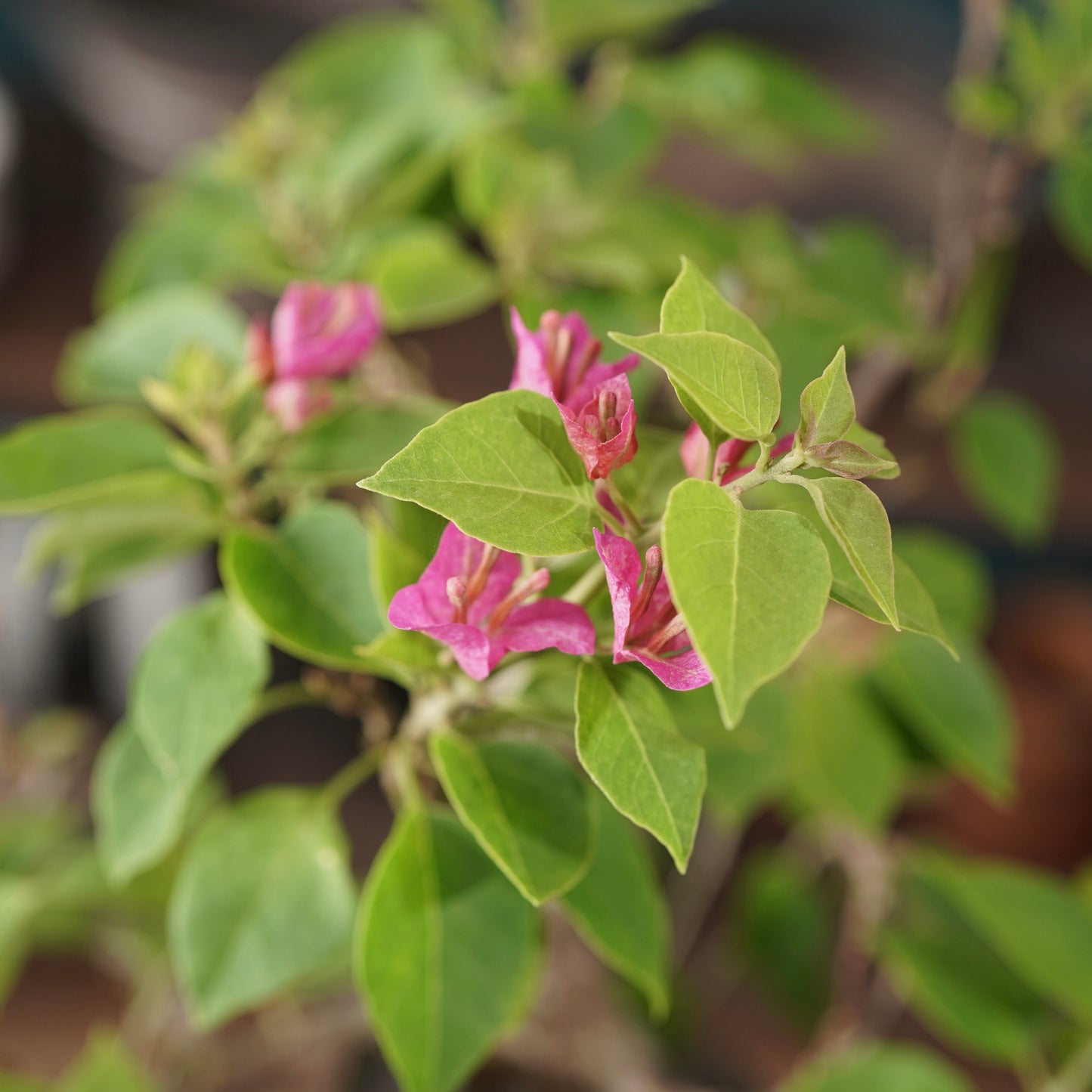 Old bougainvillea（ブーゲンビリア古木) × dairoku_pottery