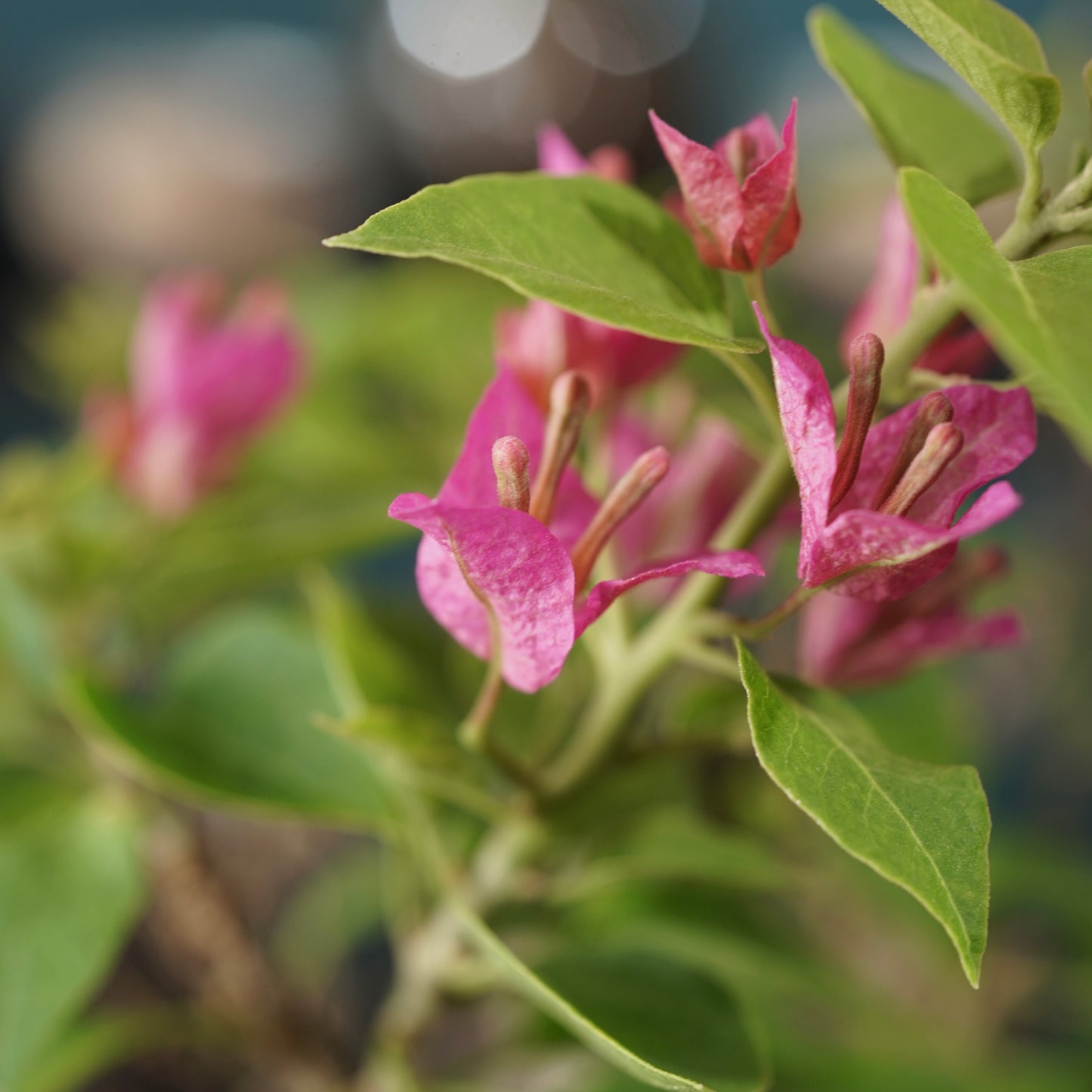 Old bougainvillea（ブーゲンビリア古木) × dairoku_pottery