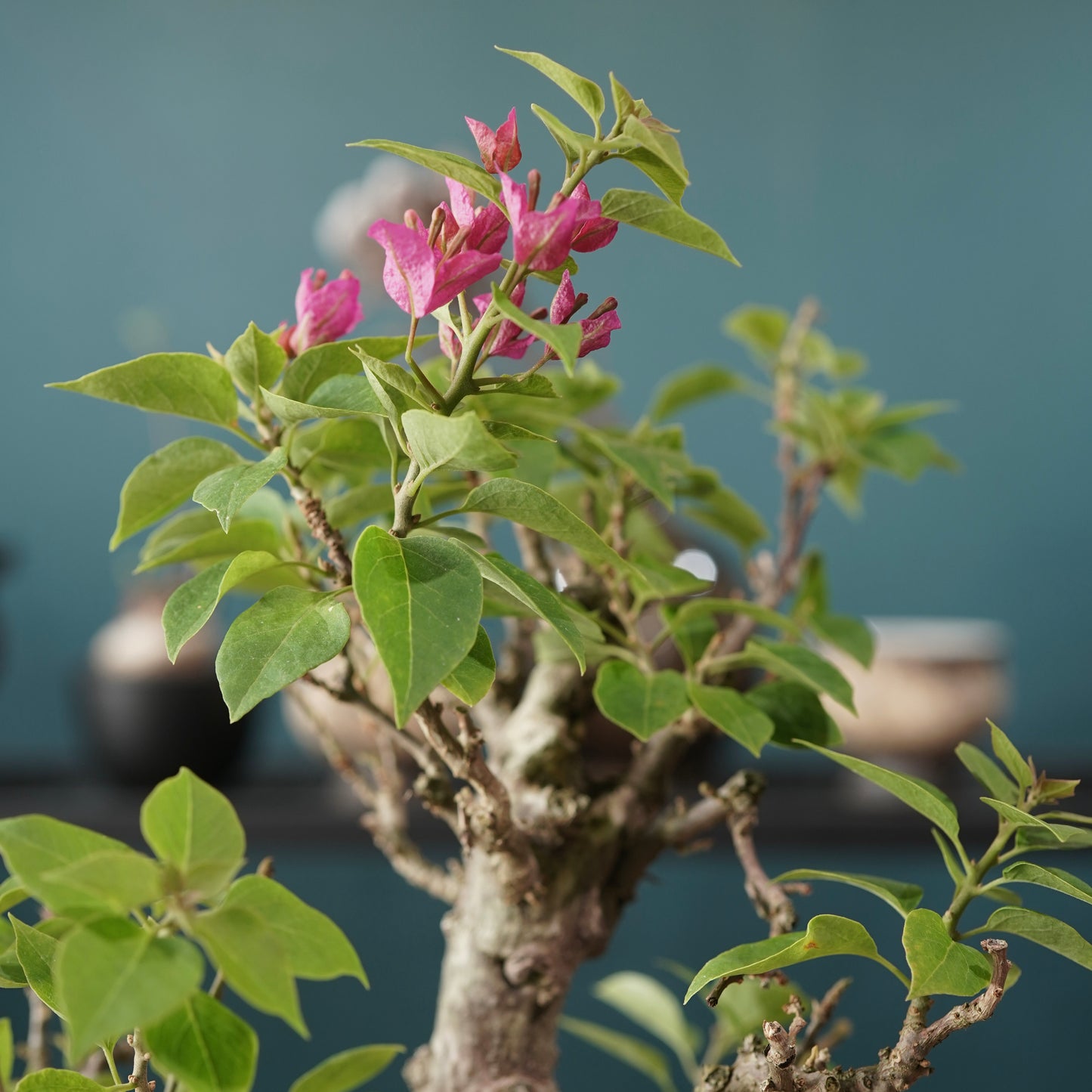 Old bougainvillea（ブーゲンビリア古木) × dairoku_pottery