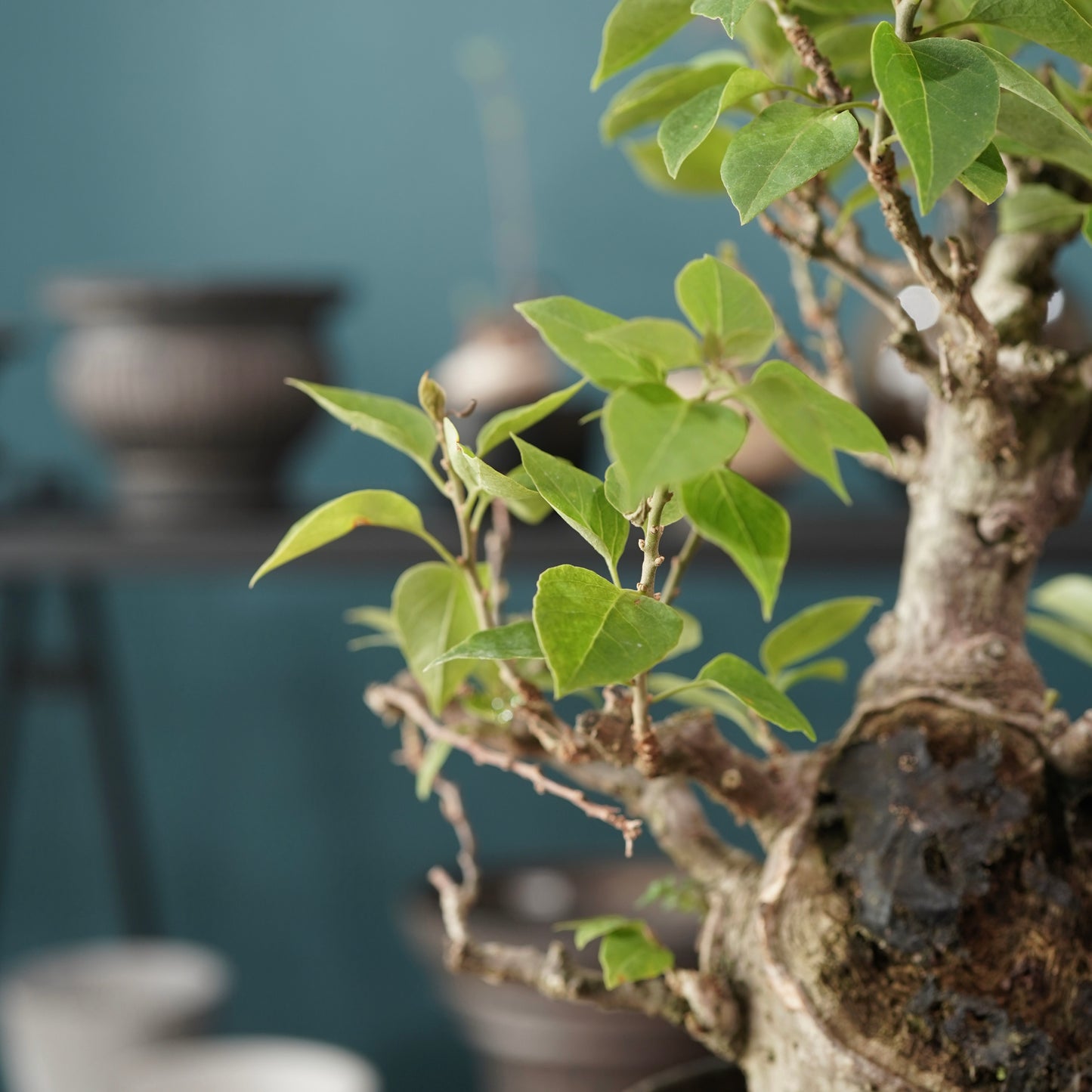 Old bougainvillea（ブーゲンビリア古木) × dairoku_pottery