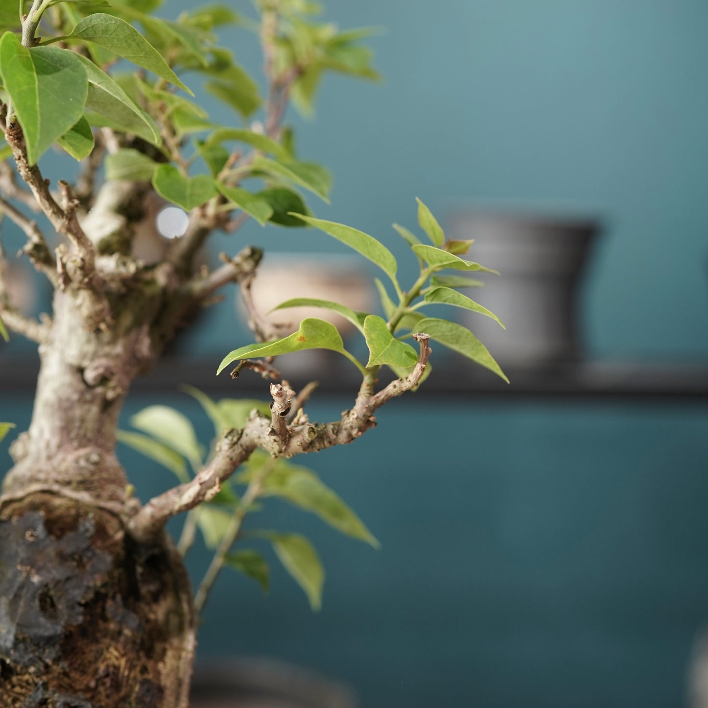 Old bougainvillea（ブーゲンビリア古木) × dairoku_pottery