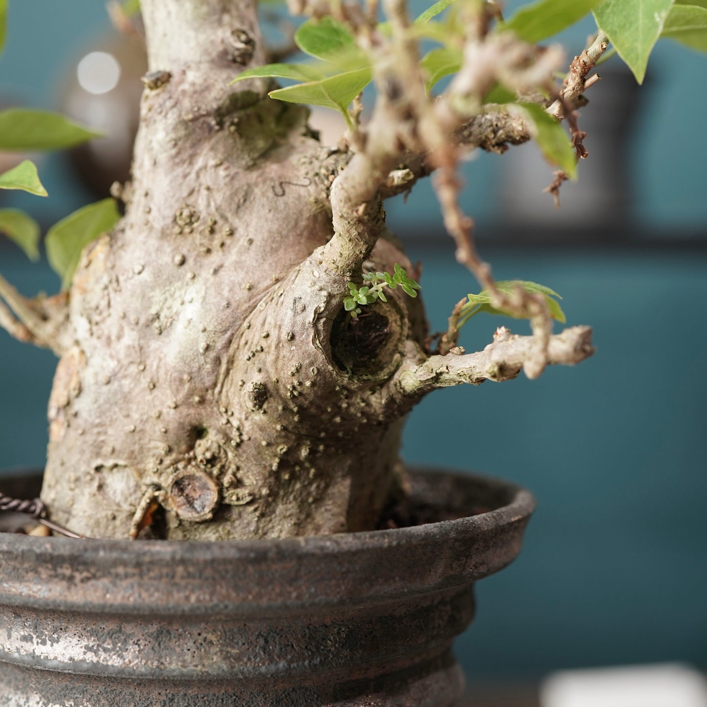 Old bougainvillea（ブーゲンビリア古木) × dairoku_pottery