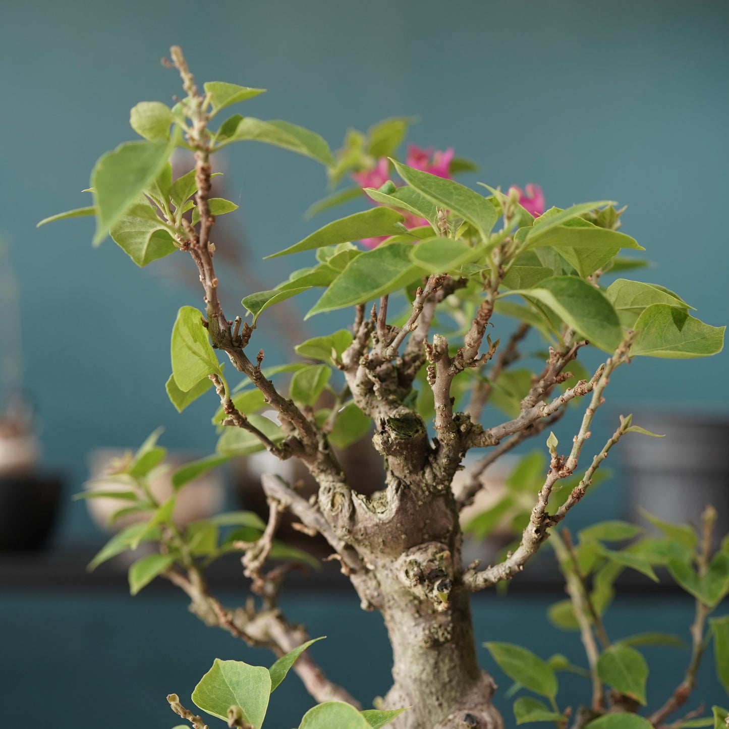 Old bougainvillea（ブーゲンビリア古木) × dairoku_pottery