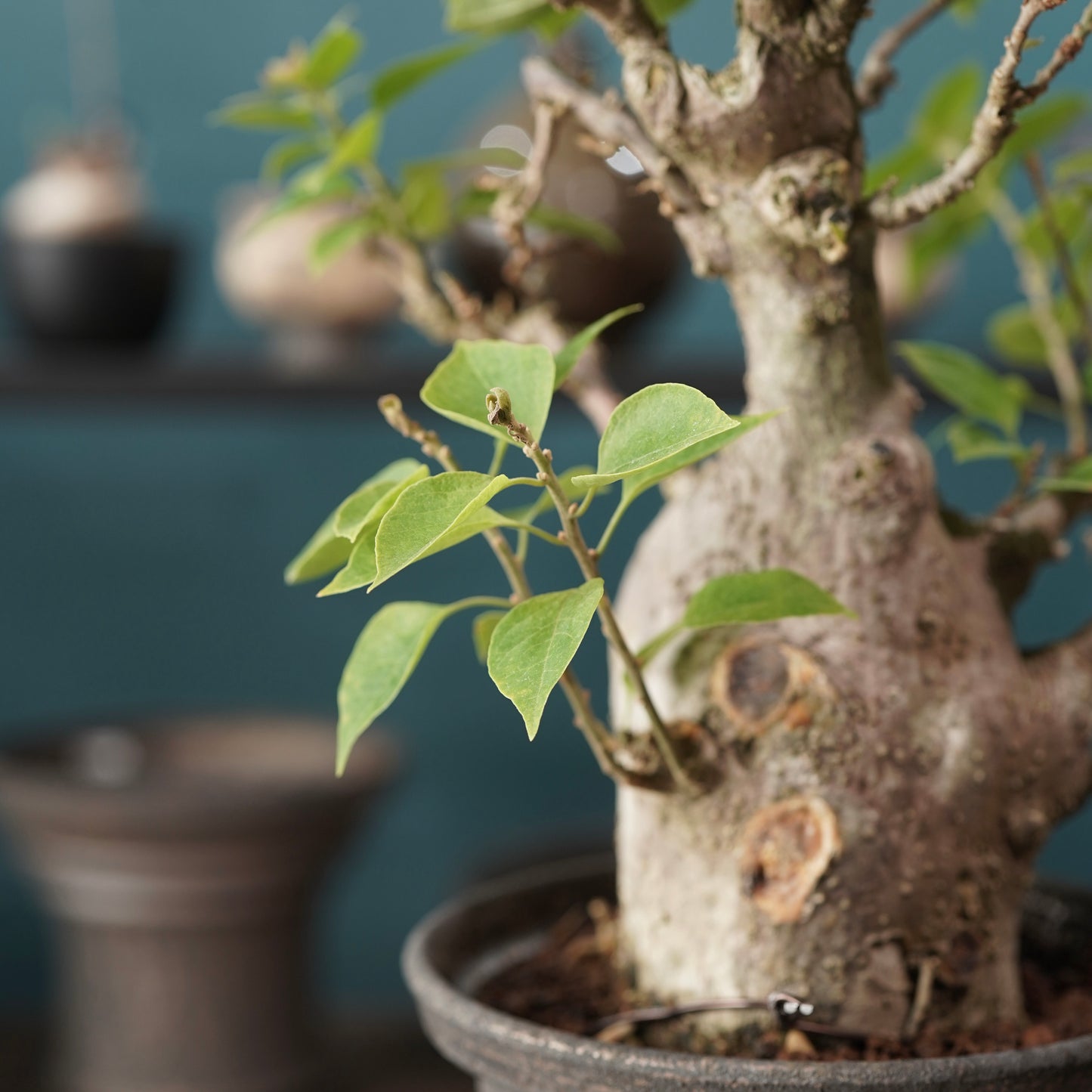 Old bougainvillea（ブーゲンビリア古木) × dairoku_pottery