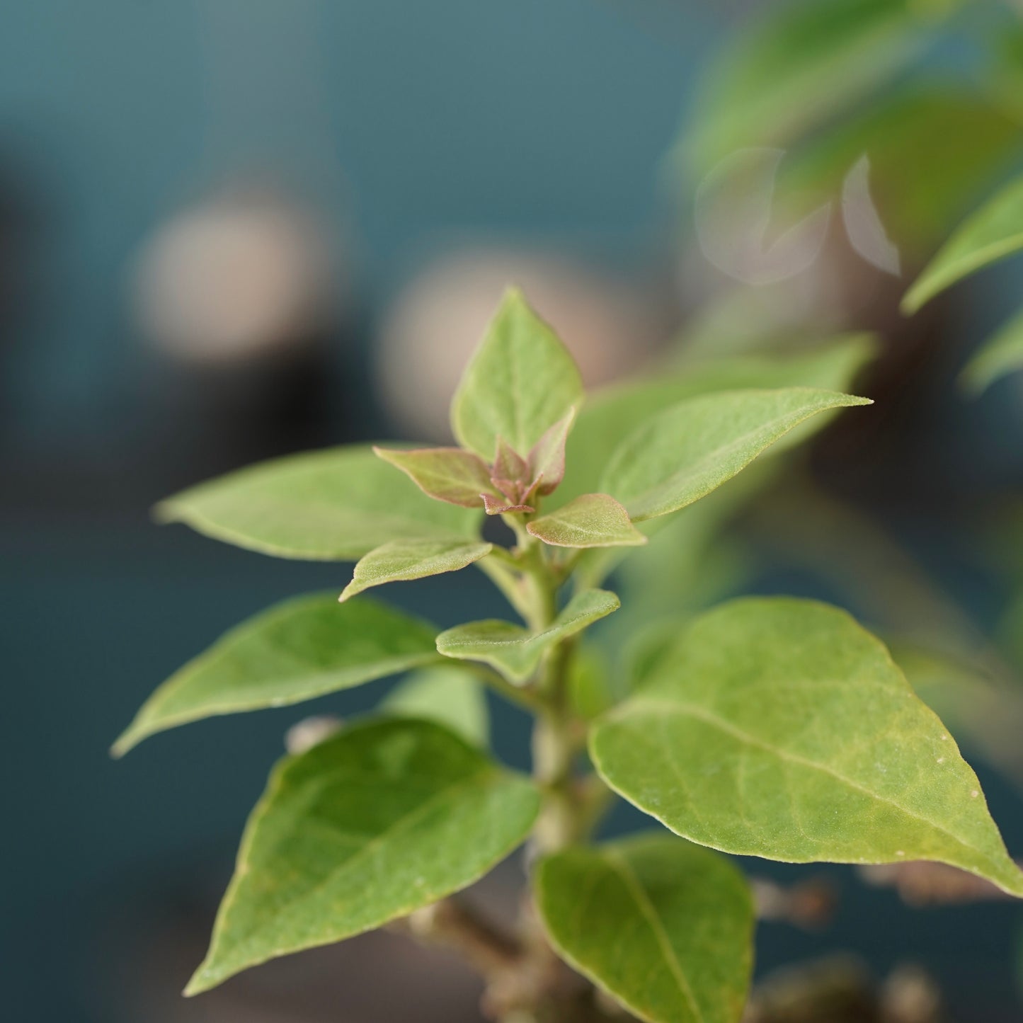 Old bougainvillea（ブーゲンビリア古木) × dairoku_pottery