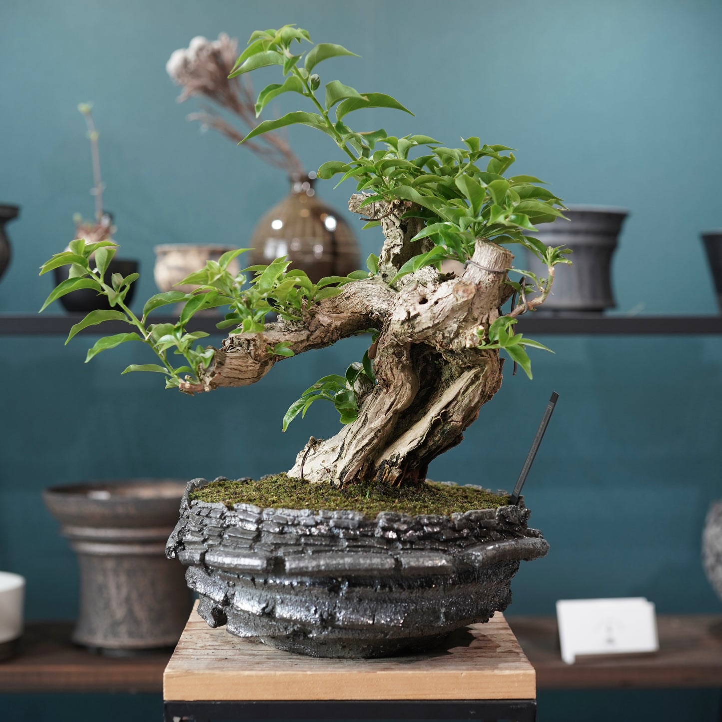Old bougainvillea（ブーゲンビリア古木) × 宮島 將實 "穴窯焼成"
