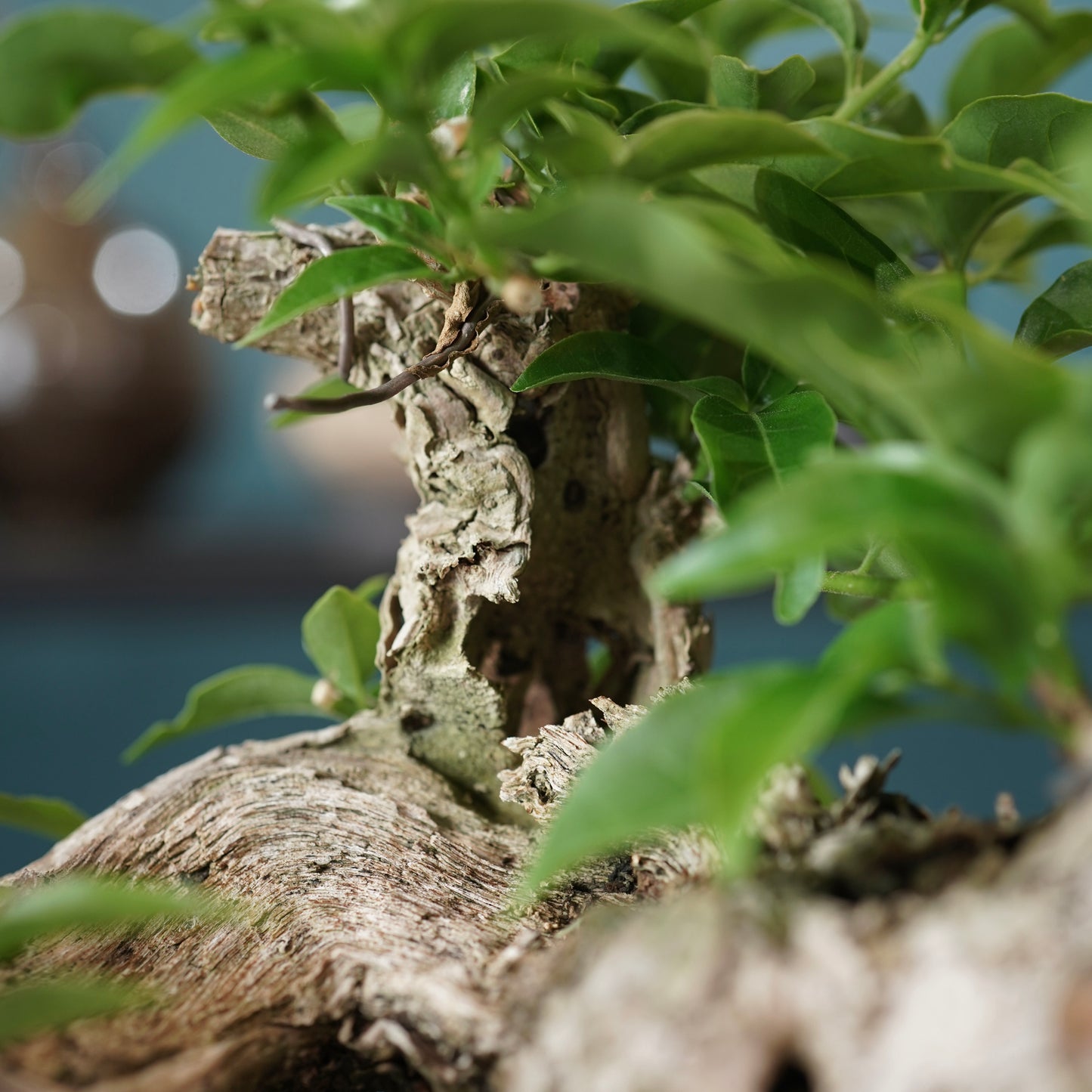 Old bougainvillea（ブーゲンビリア古木) × 宮島 將實 "穴窯焼成"