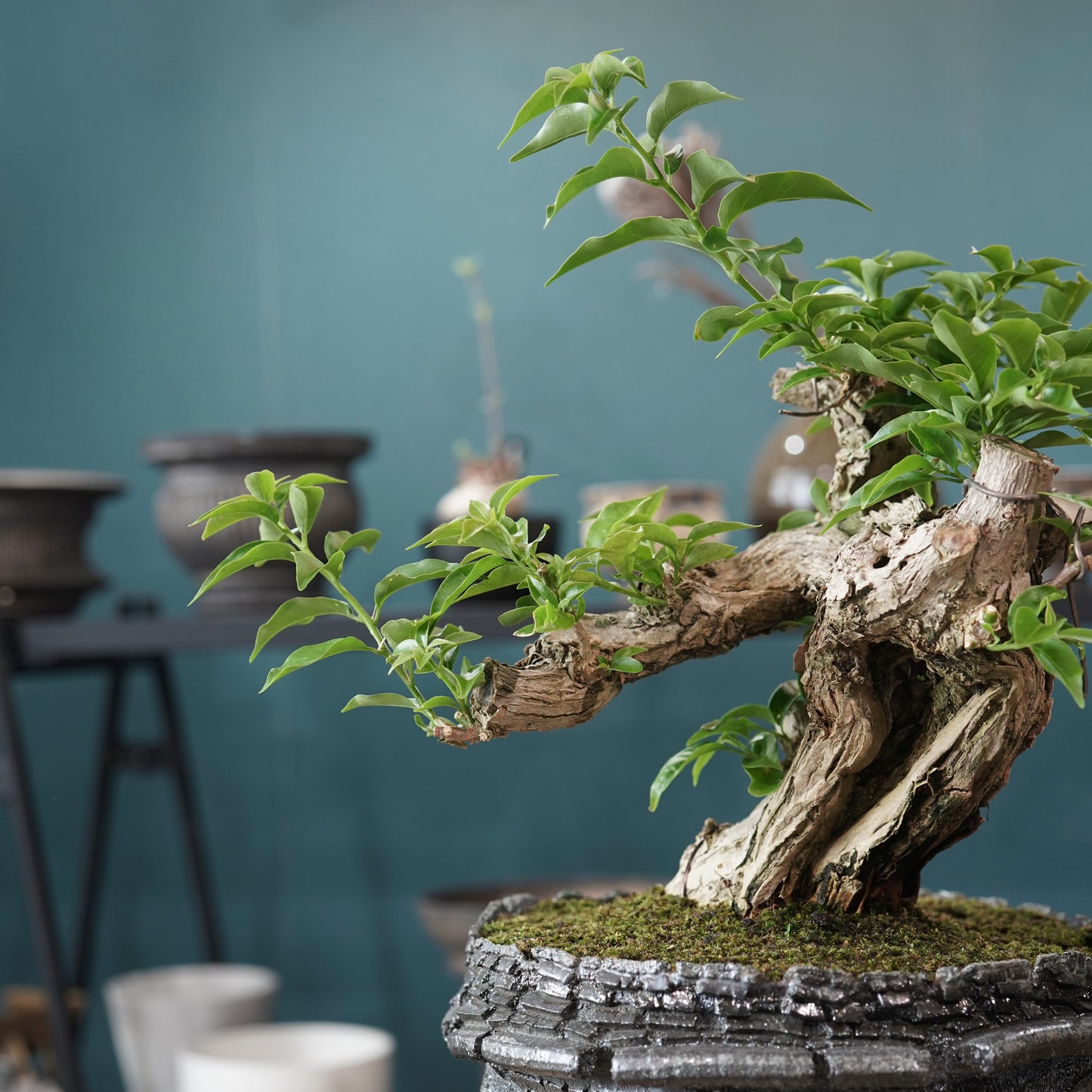 Old bougainvillea（ブーゲンビリア古木) × 宮島 將實 "穴窯焼成"