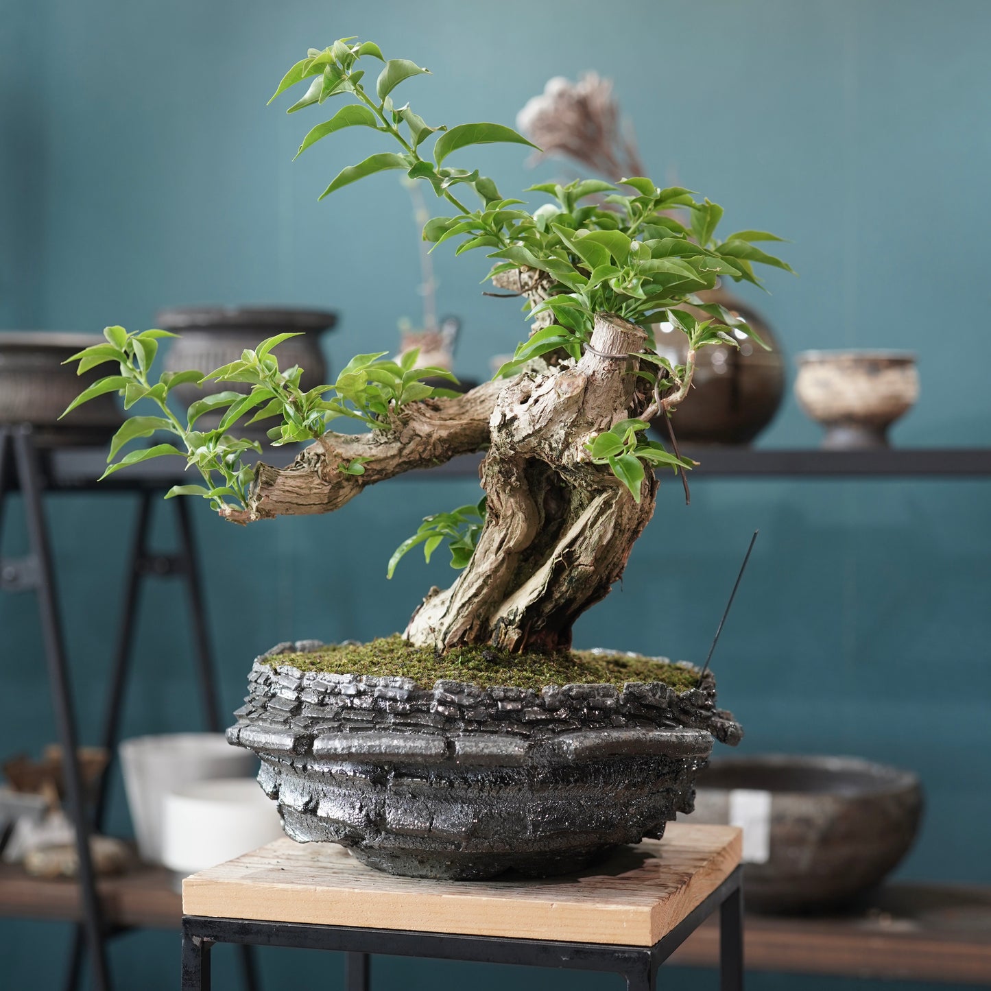 Old bougainvillea（ブーゲンビリア古木) × 宮島 將實 "穴窯焼成"