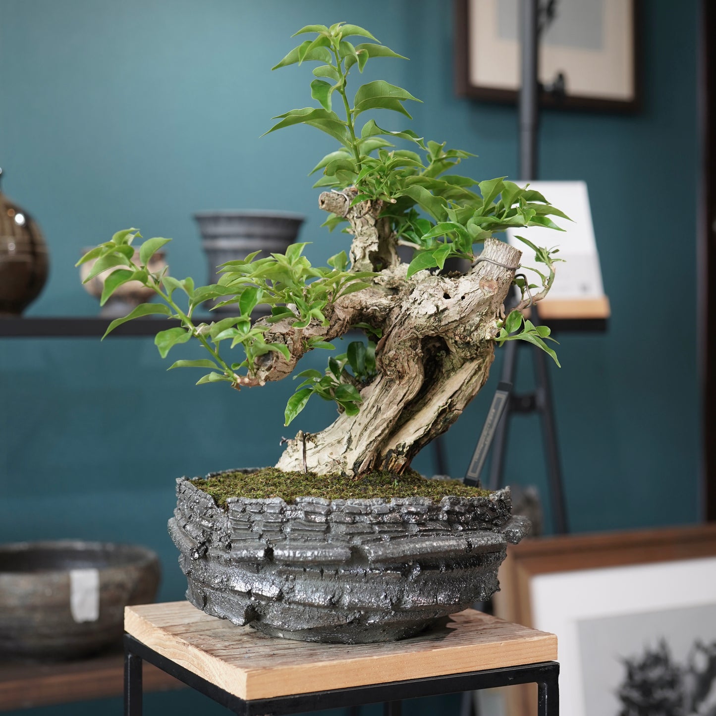 Old bougainvillea（ブーゲンビリア古木) × 宮島 將實 "穴窯焼成"