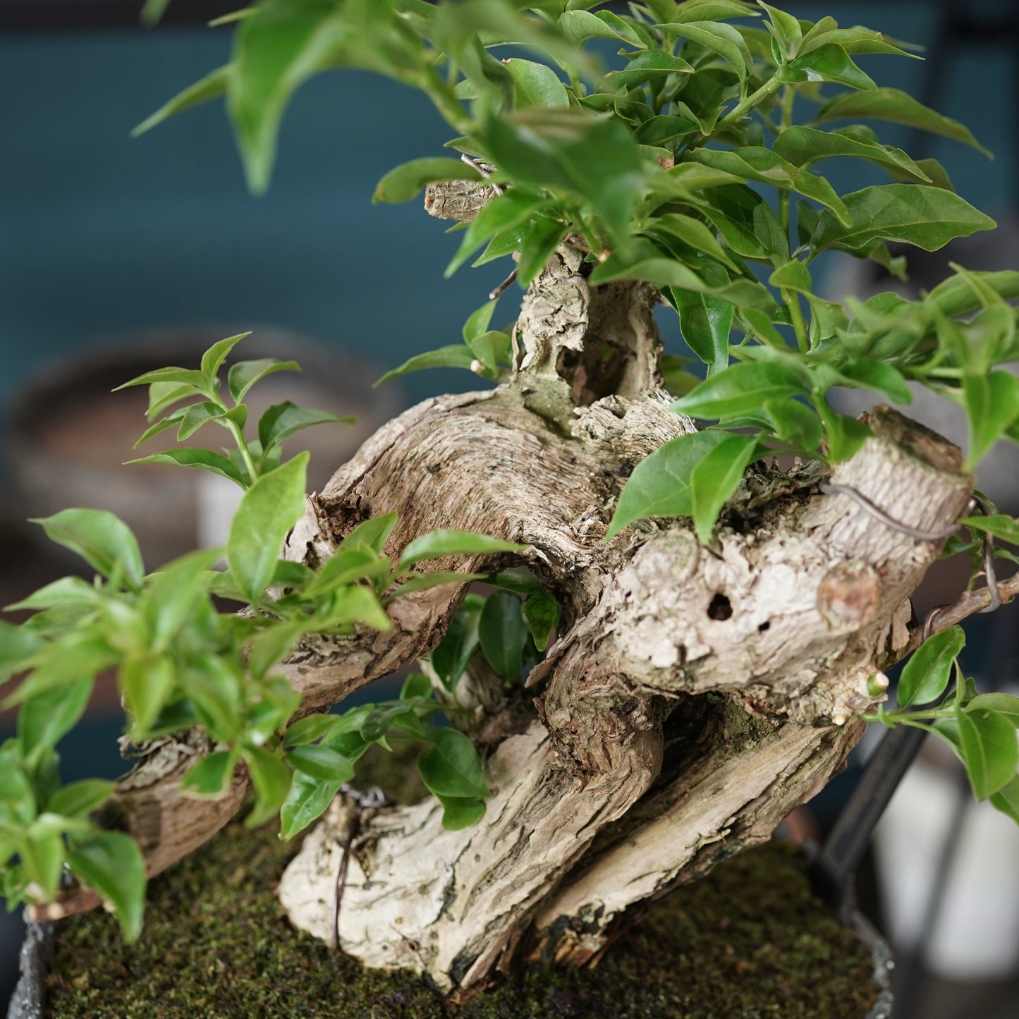 Old bougainvillea（ブーゲンビリア古木) × 宮島 將實 "穴窯焼成"
