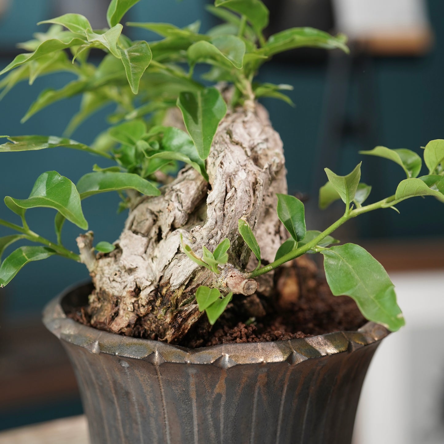 Old bougainvillea（ブーゲンビリア古木) × 大貫弘由岐