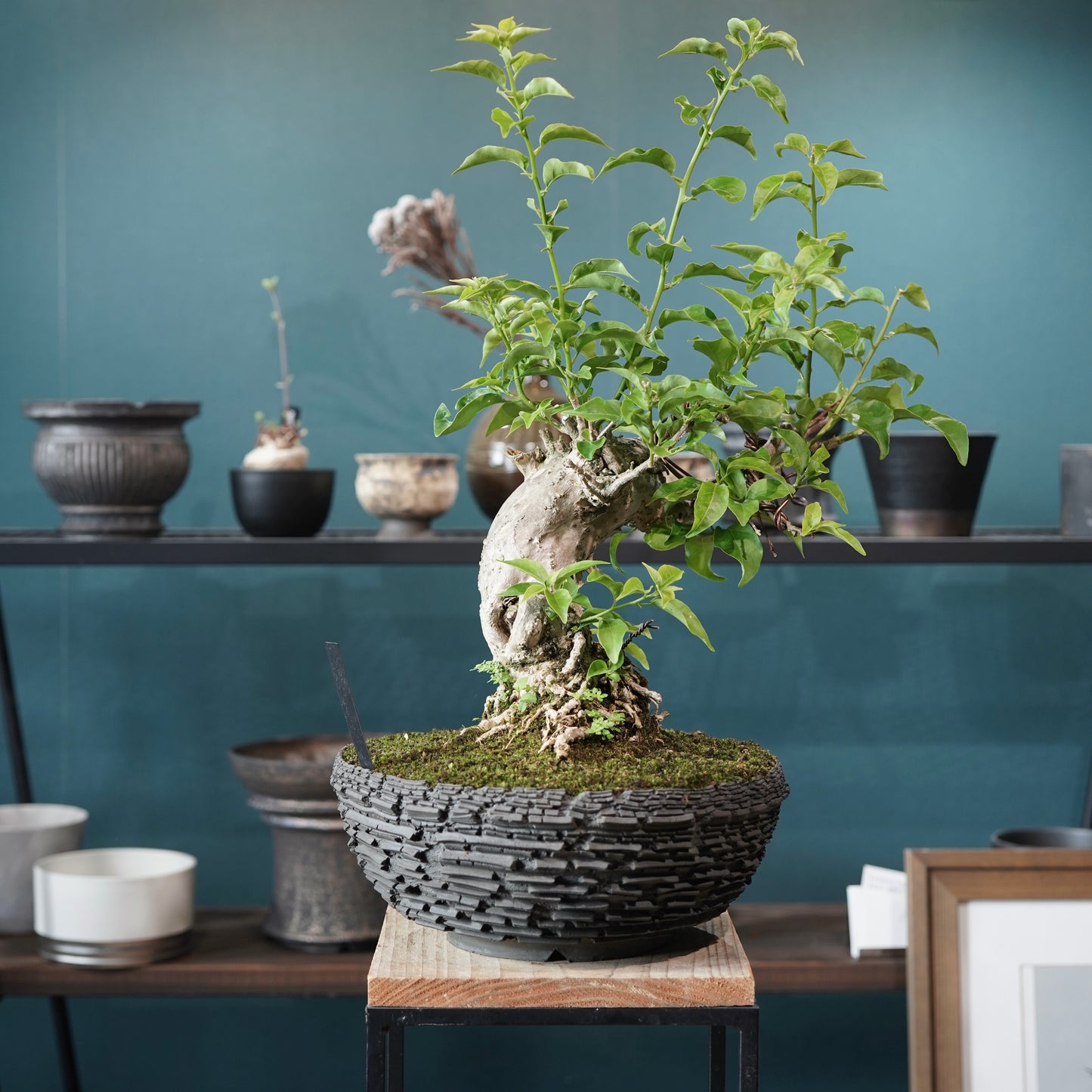 Old bougainvillea（ブーゲンビリア古木) × 宮島 將實 "鞘鉢竹炭埋焼成"