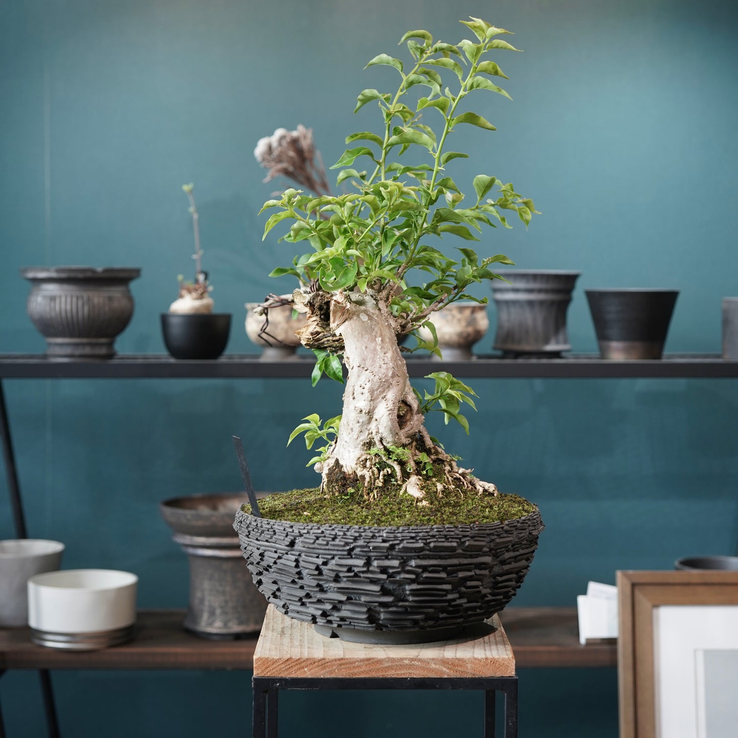 Old bougainvillea（ブーゲンビリア古木) × 宮島 將實 "鞘鉢竹炭埋焼成"