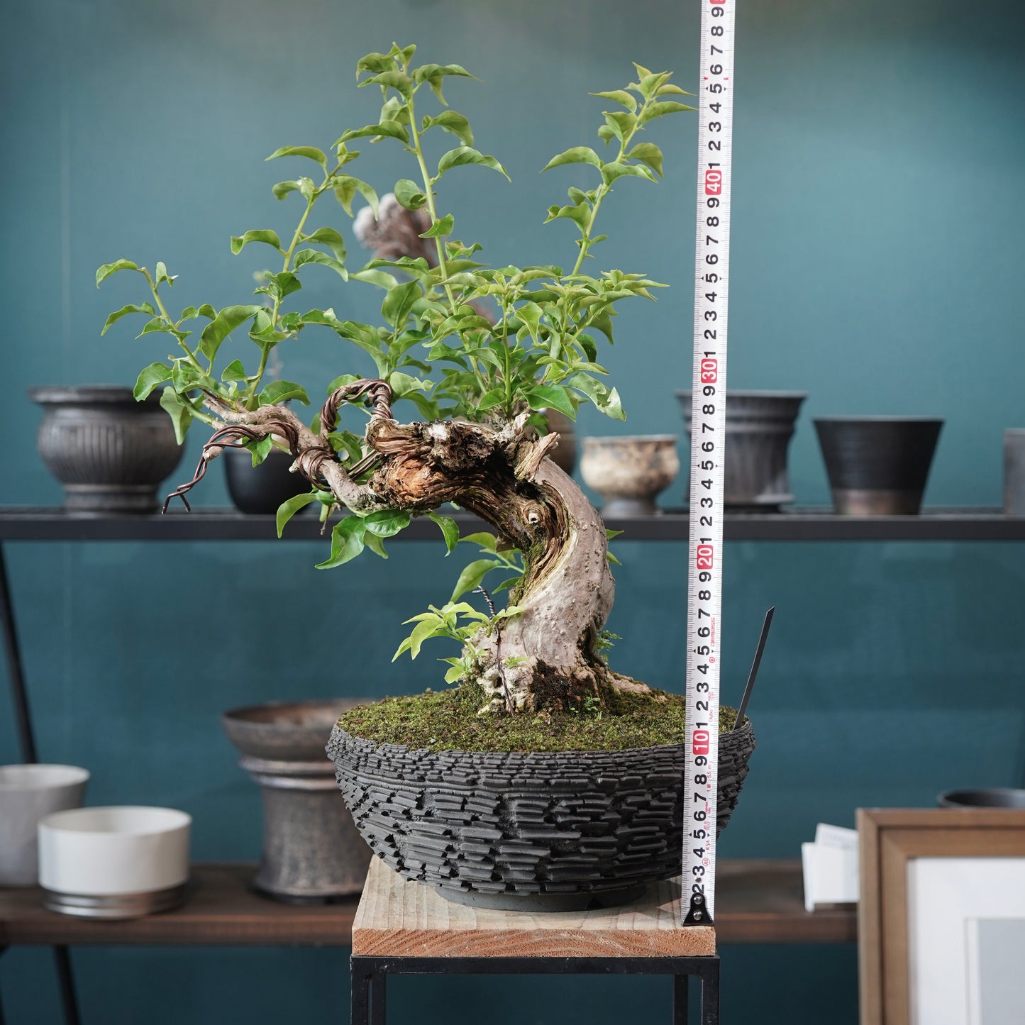 Old bougainvillea（ブーゲンビリア古木) × 宮島 將實 "鞘鉢竹炭埋焼成"