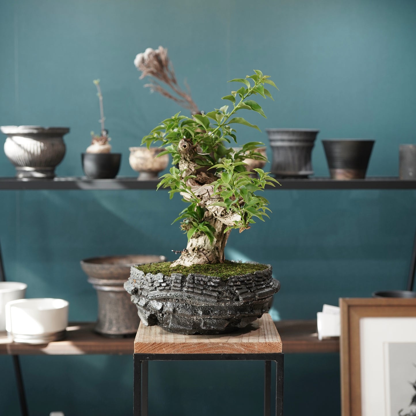 Old bougainvillea（ブーゲンビリア古木) × 宮島 將實 "穴窯焼成"