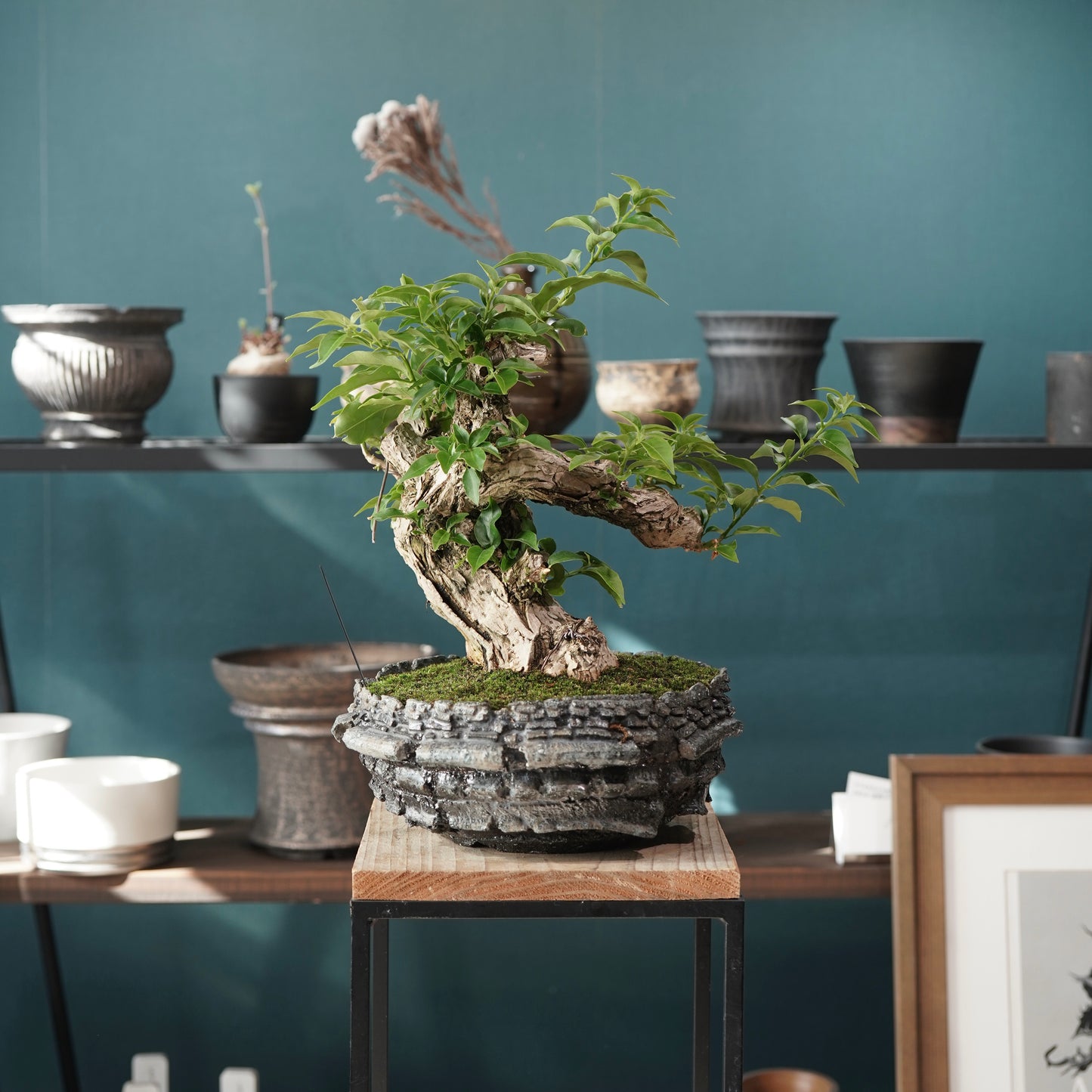 Old bougainvillea（ブーゲンビリア古木) × 宮島 將實 "穴窯焼成"