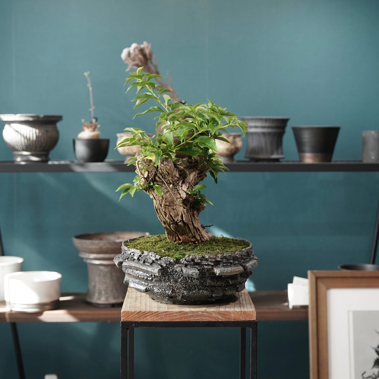 Old bougainvillea（ブーゲンビリア古木) × 宮島 將實 "穴窯焼成"