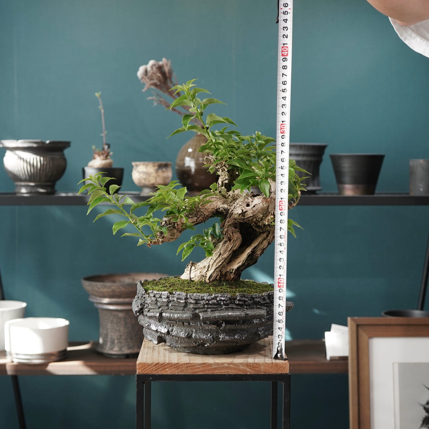 Old bougainvillea（ブーゲンビリア古木) × 宮島 將實 "穴窯焼成"