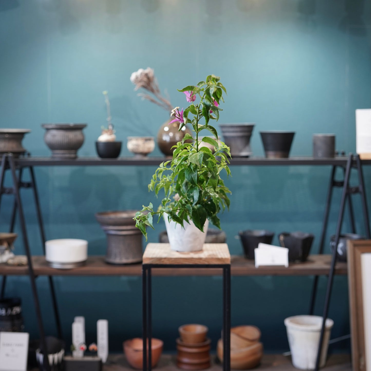 Old bougainvillea（ブーゲンビリア古木) ×  konect tokyo "朧"