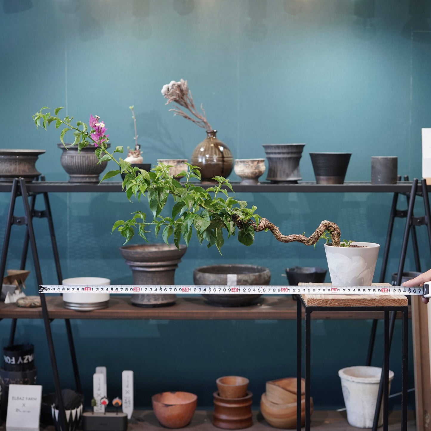 Old bougainvillea（ブーゲンビリア古木) ×  konect tokyo "朧"