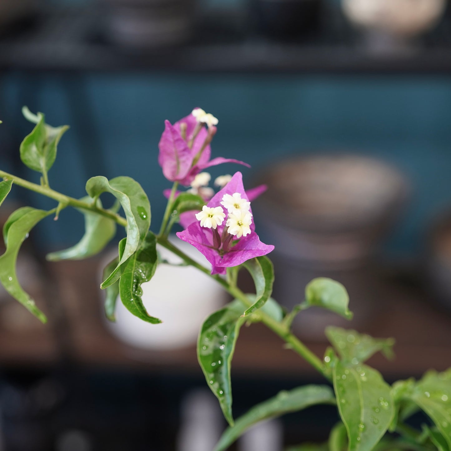 Old bougainvillea（ブーゲンビリア古木) ×  konect tokyo "朧"