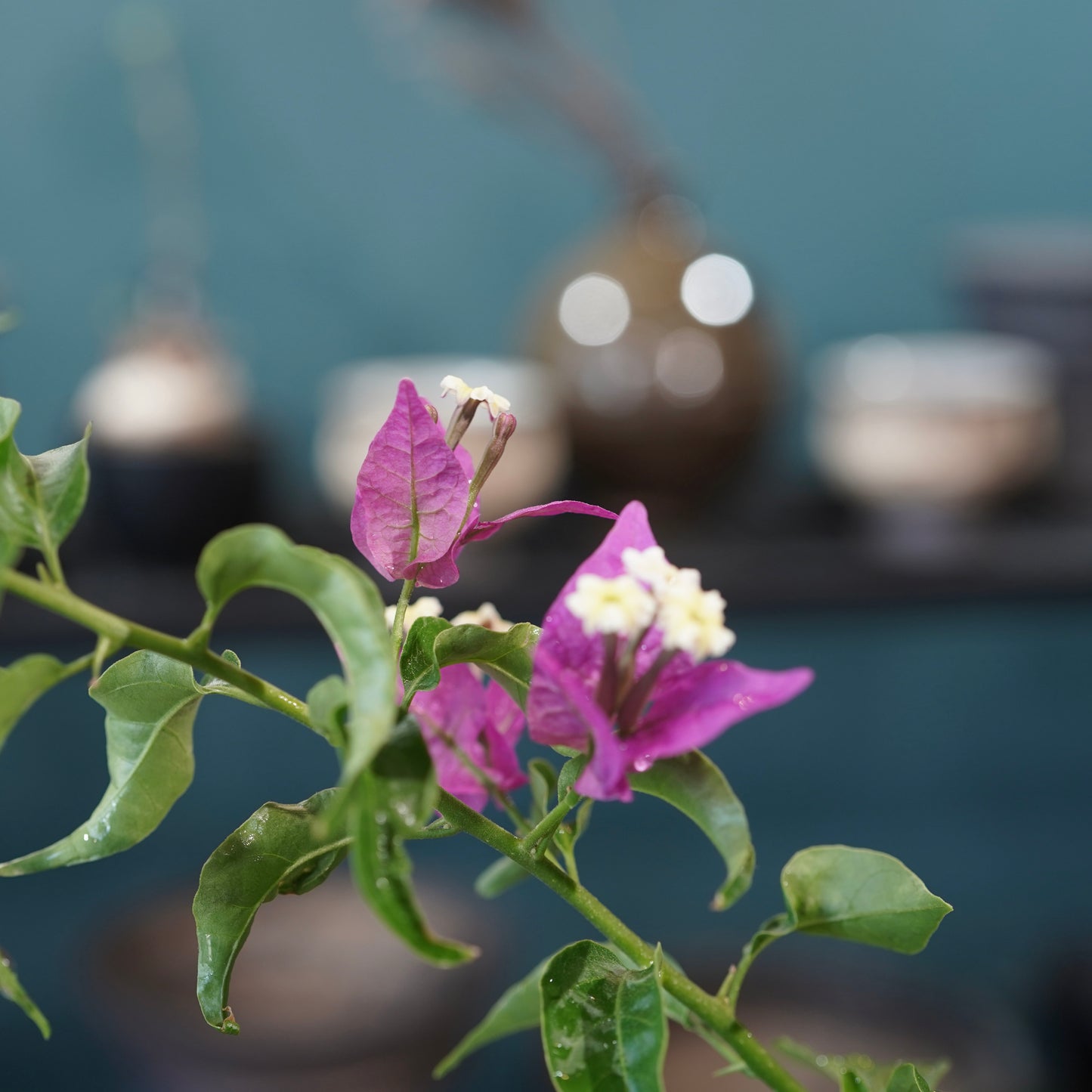 Old bougainvillea（ブーゲンビリア古木) ×  konect tokyo "朧"