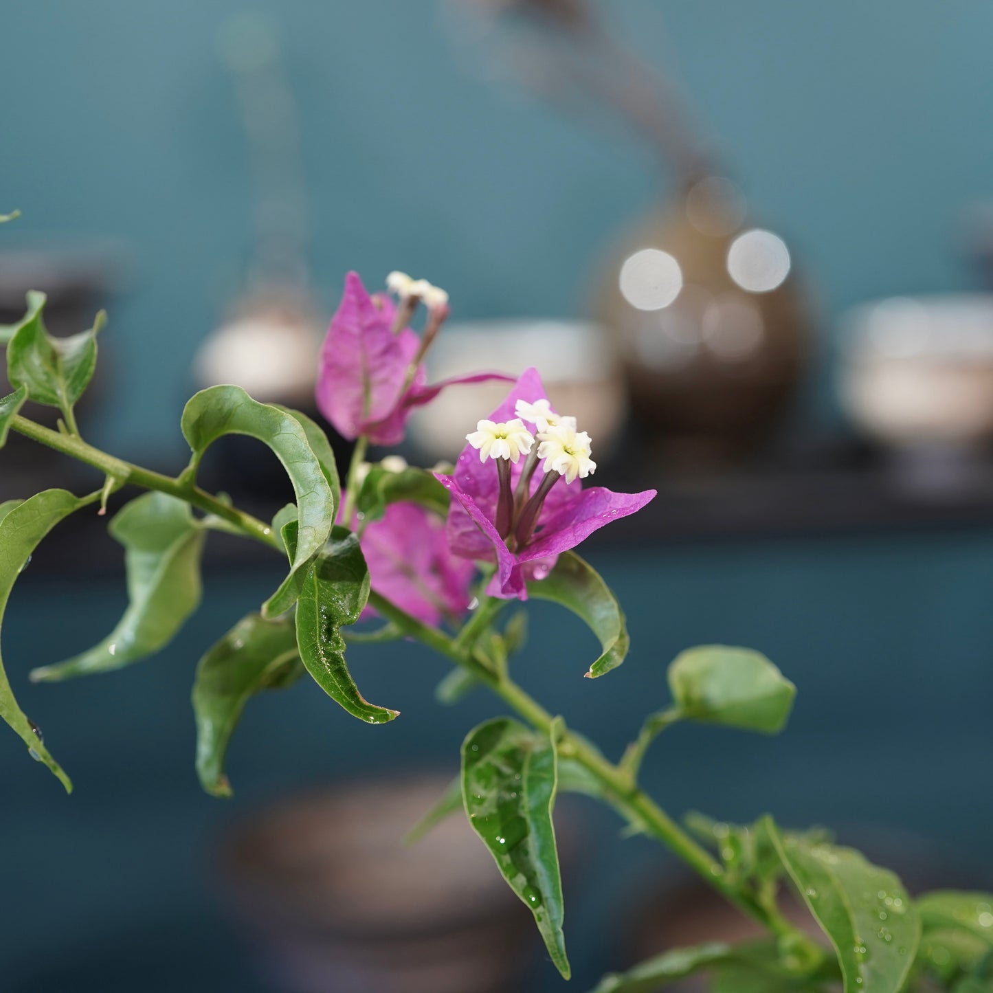 Old bougainvillea（ブーゲンビリア古木) ×  konect tokyo "朧"
