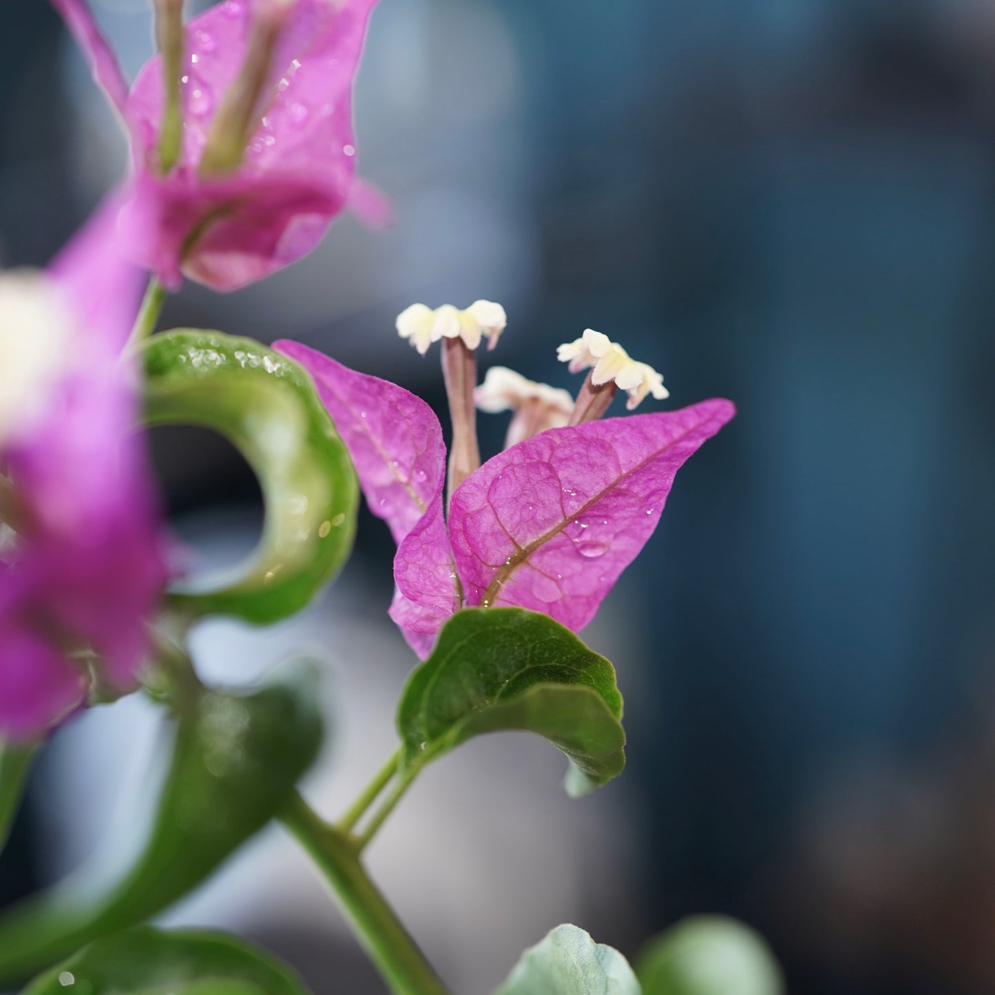 Old bougainvillea（ブーゲンビリア古木) ×  konect tokyo "朧"