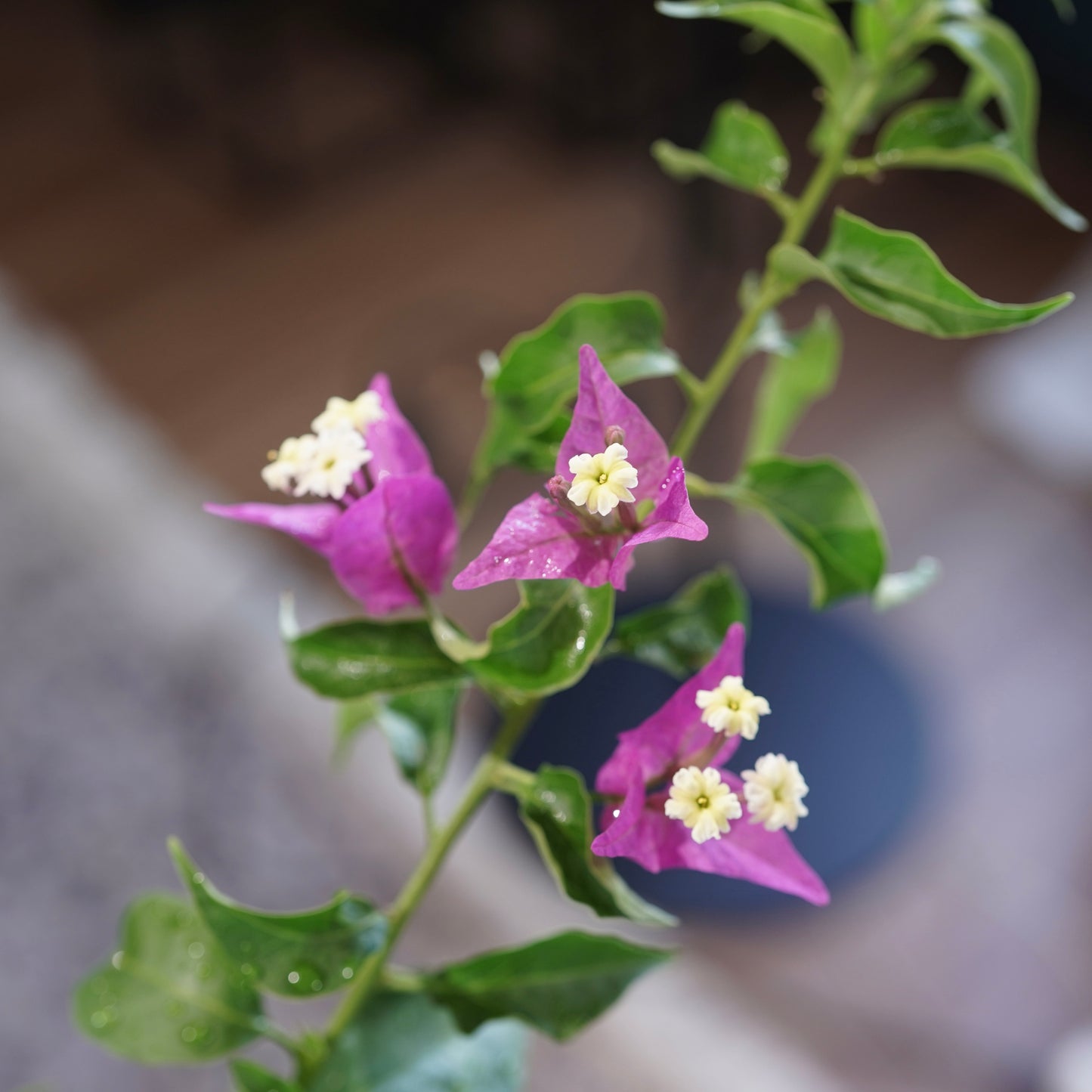 Old bougainvillea（ブーゲンビリア古木) ×  konect tokyo "朧"