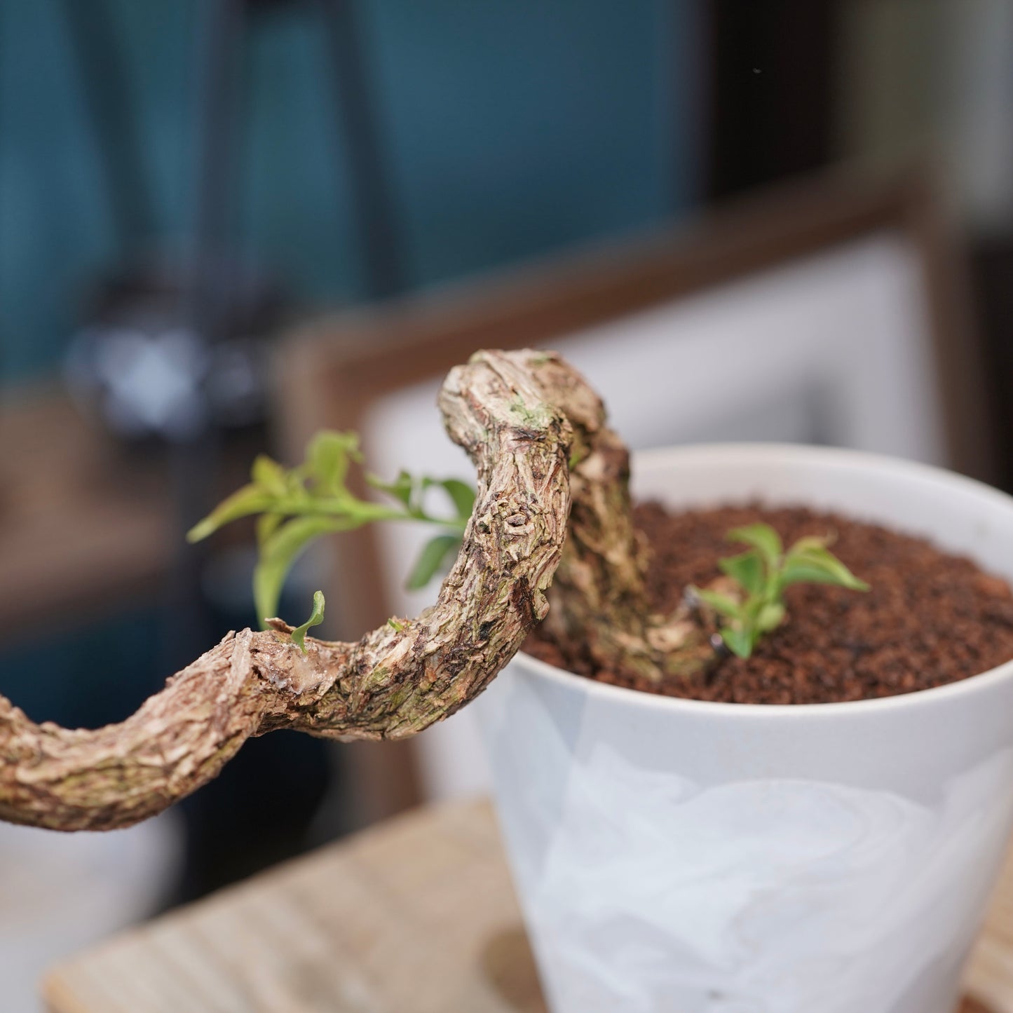 Old bougainvillea（ブーゲンビリア古木) ×  konect tokyo "朧"
