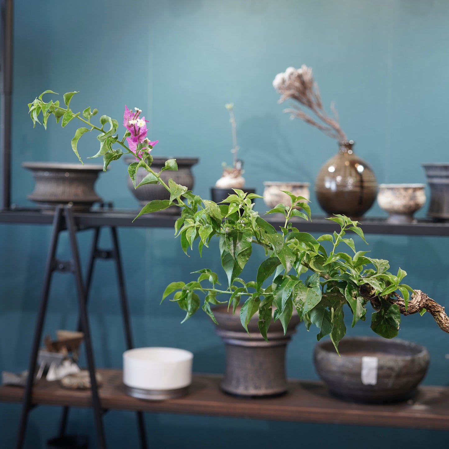Old bougainvillea（ブーゲンビリア古木) ×  konect tokyo "朧"