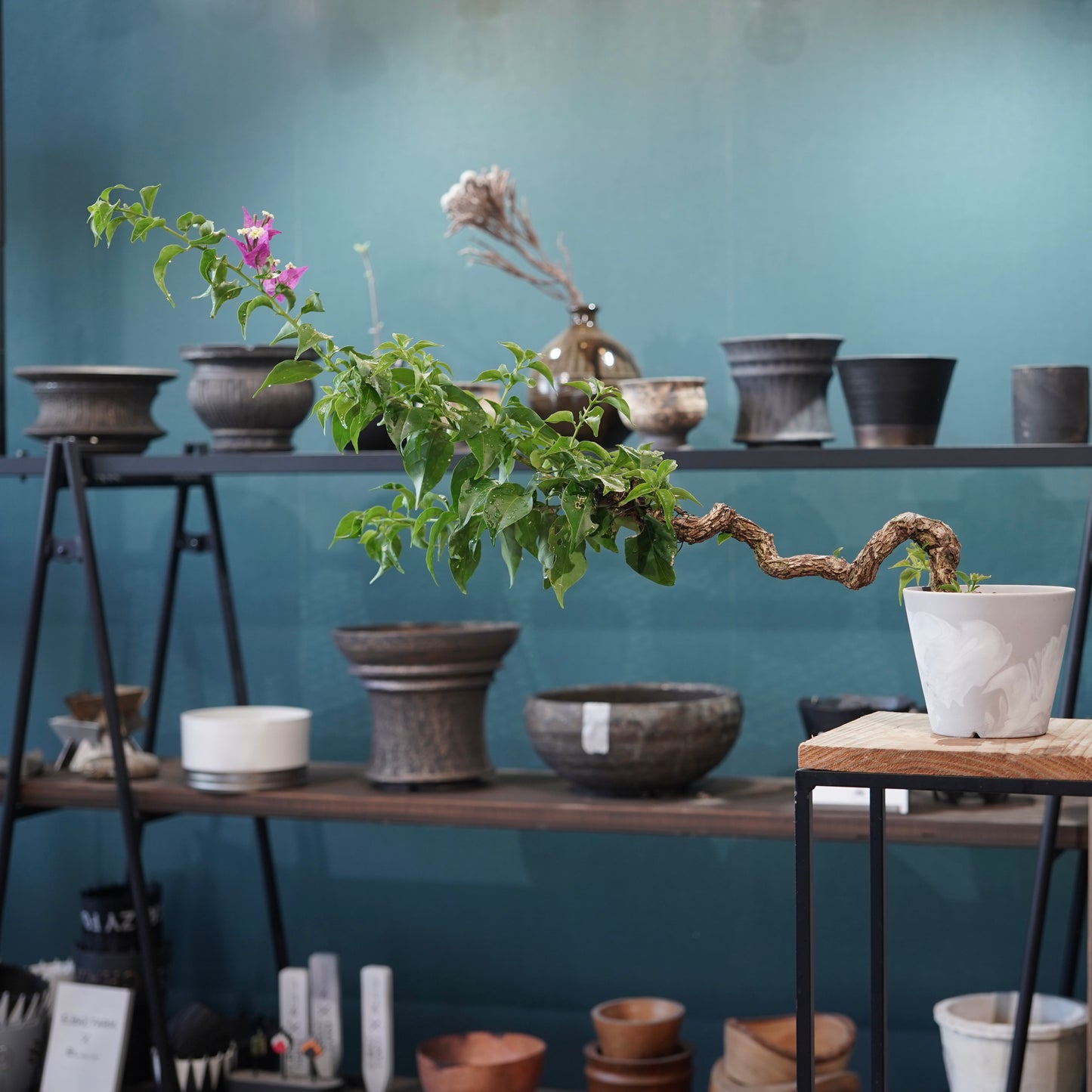 Old bougainvillea（ブーゲンビリア古木) ×  konect tokyo "朧"