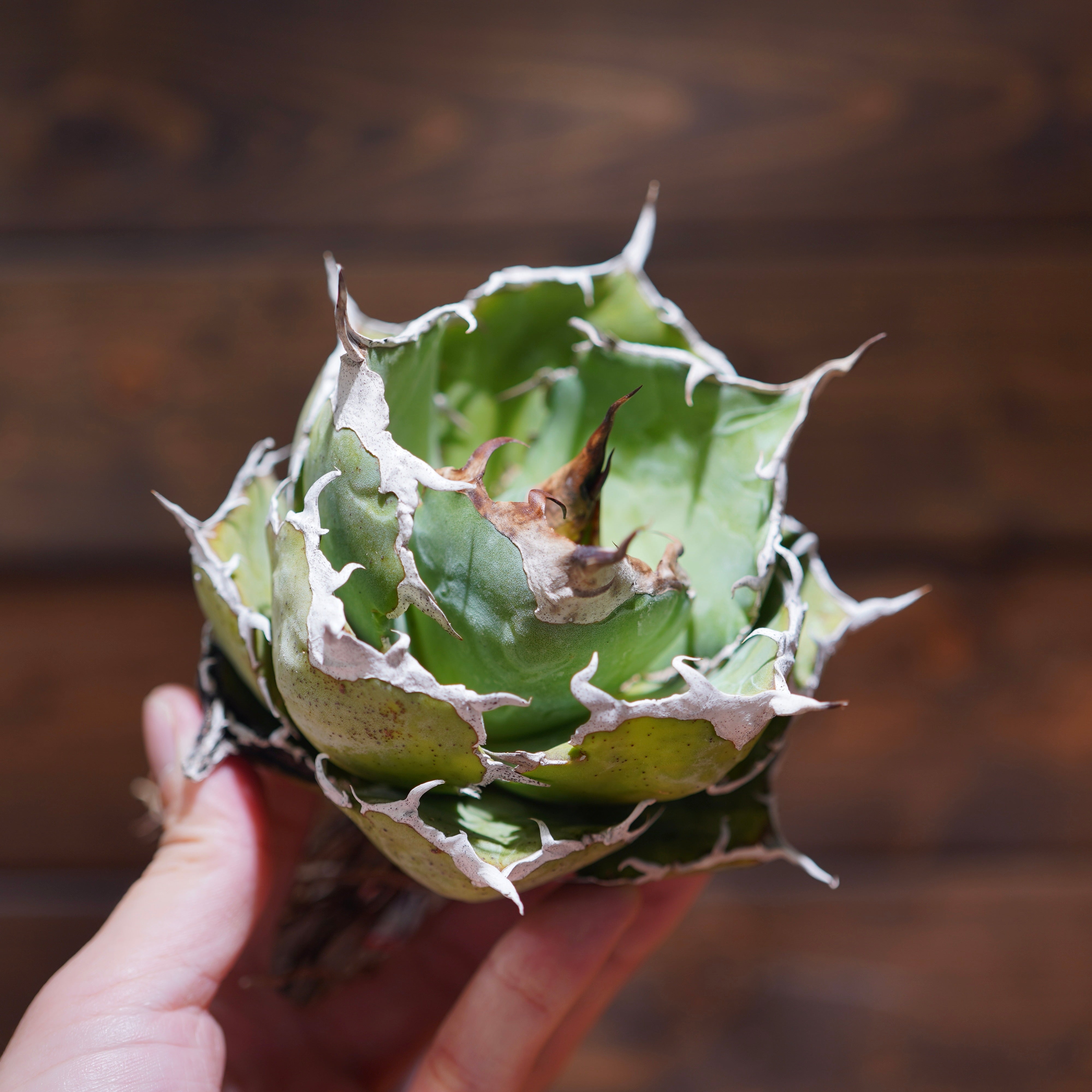 【From lize gardening】Agave titanota ‘White Whale(白鯨)’