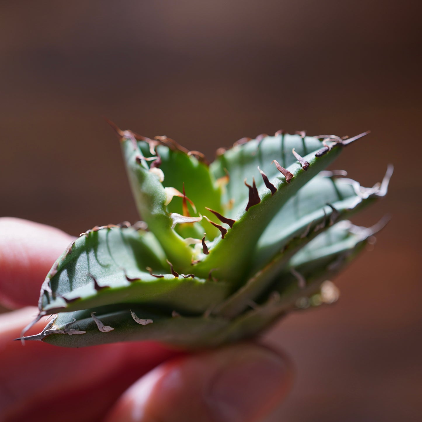 【From lize gardening】Agave titanota ’Crab(螃蟹)’ Baby No.2