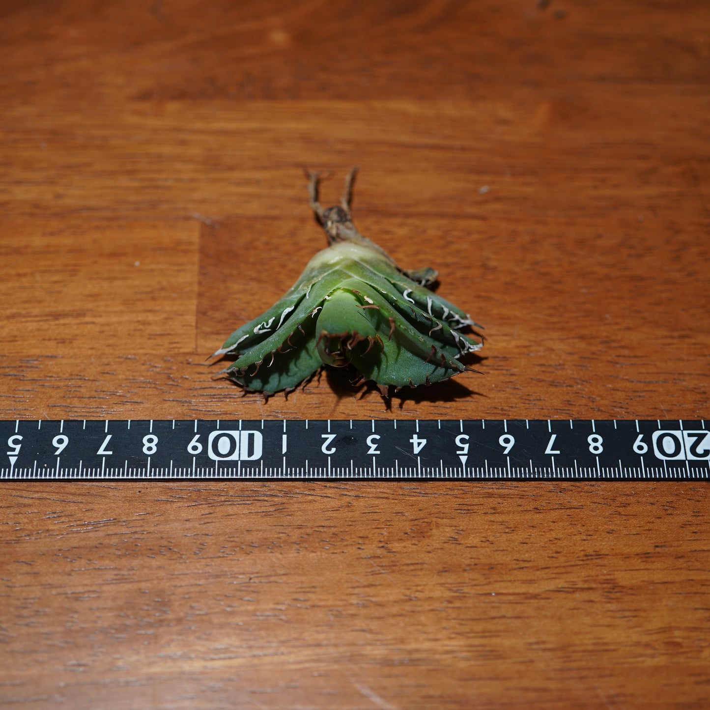 【From lize gardening】Agave titanota ’Crab(螃蟹)’ Baby No.2