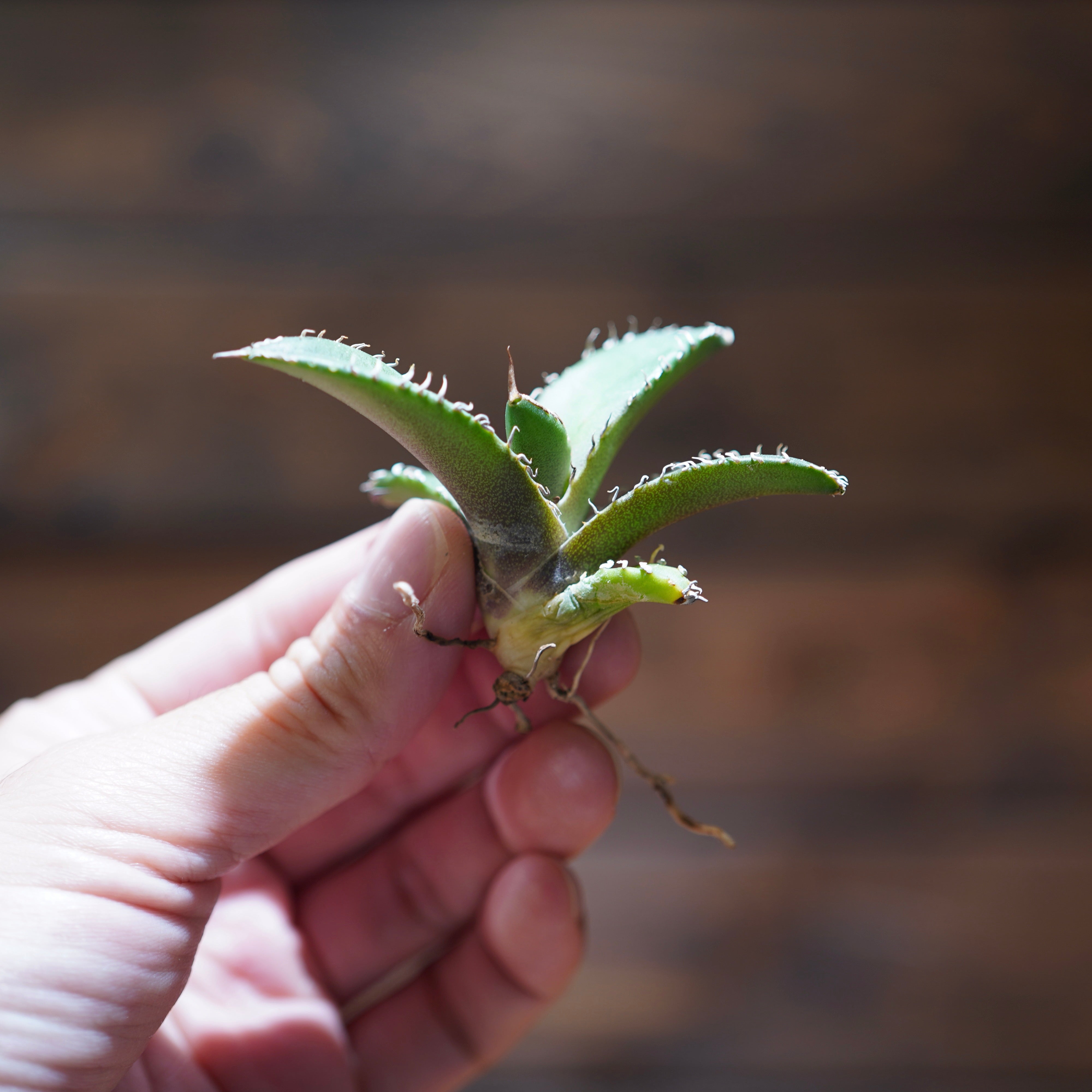 【From lize gardening】Agave titanota ‘Shark Sword(鯊魚劍)’ Baby No.2