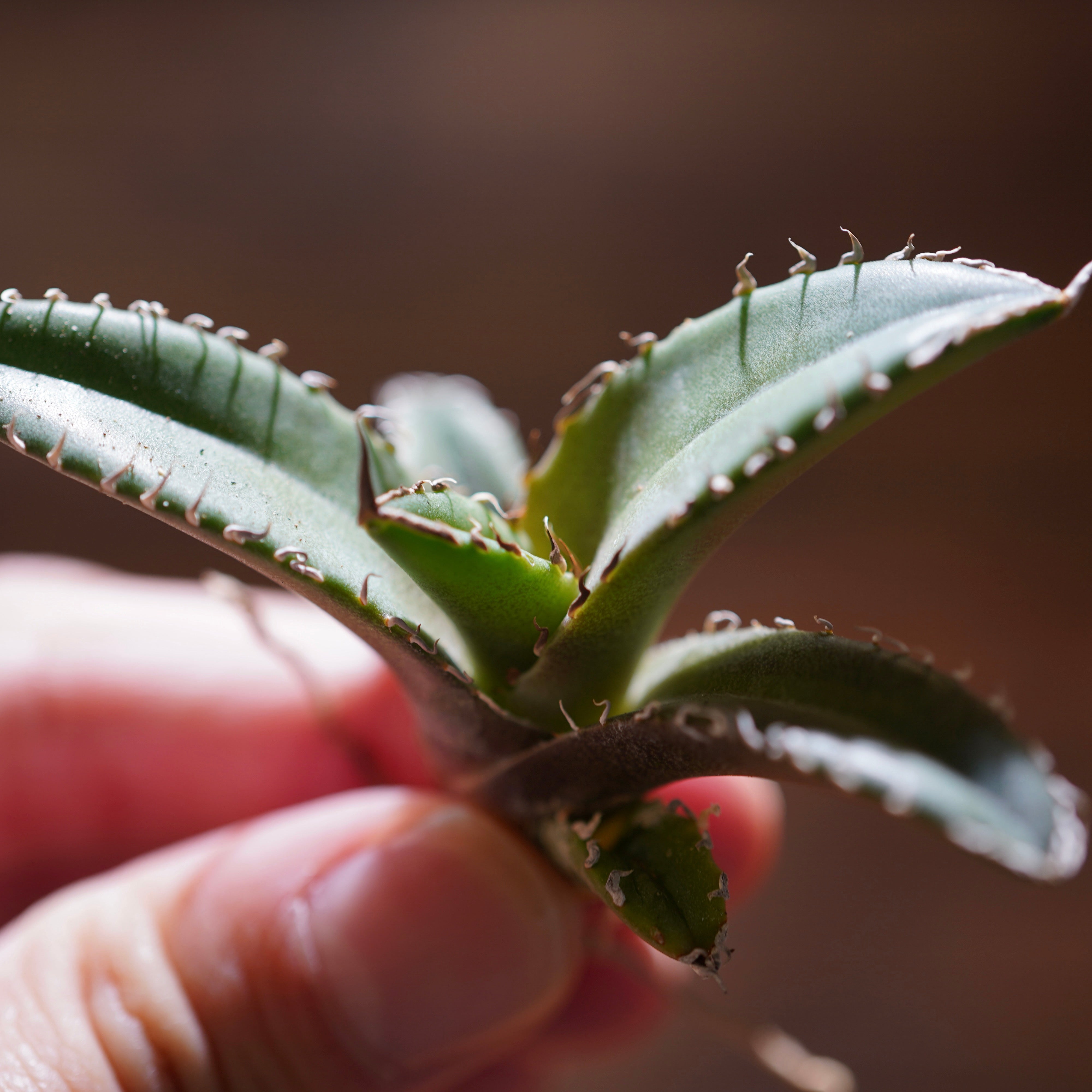 【From lize gardening】Agave titanota ‘Shark Sword(鯊魚劍)’ Baby No.2