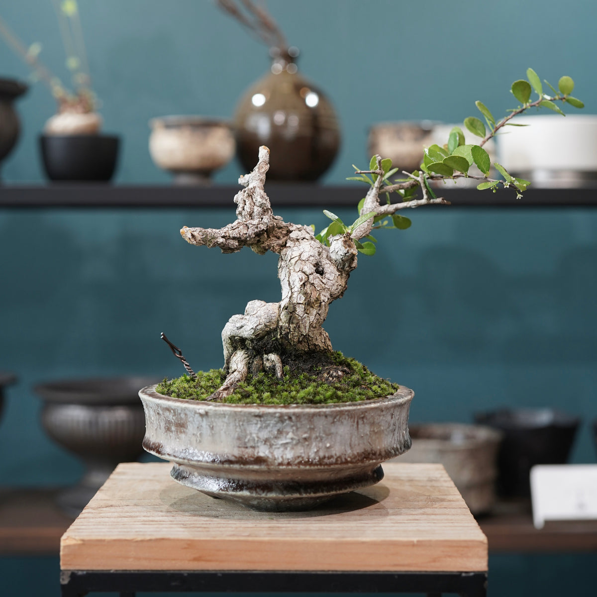 Old Gymnosporia diversifolia (古木ハリツルマサキ) × 小野瀬一 “archaic” No.1