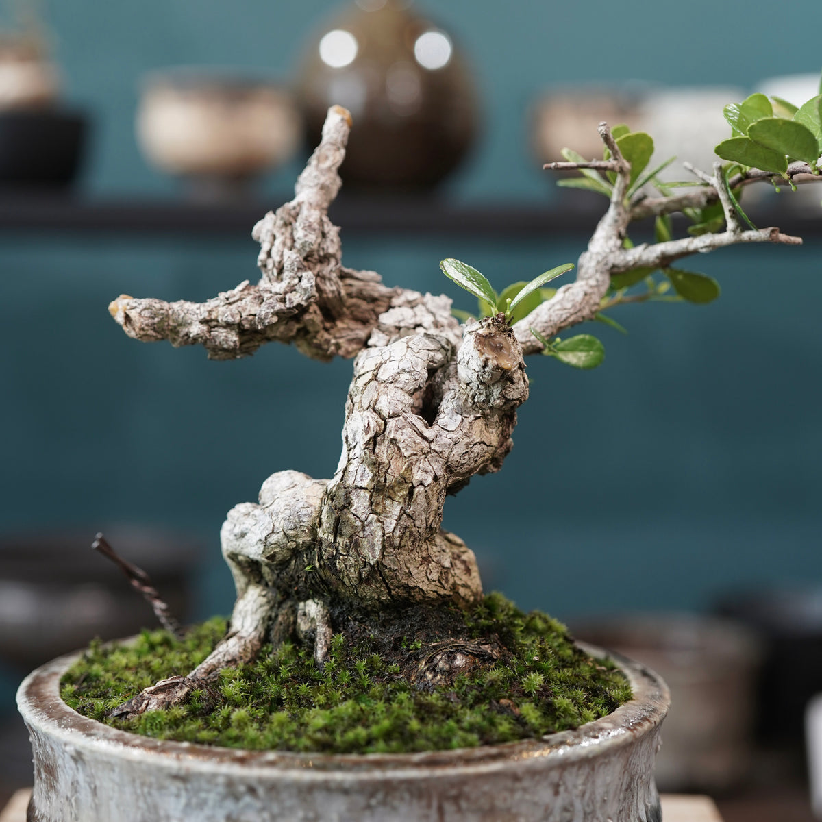 Old Gymnosporia diversifolia (古木ハリツルマサキ) × 小野瀬一 “archaic” No.1