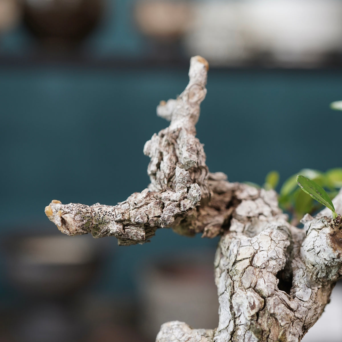 Old Gymnosporia diversifolia (古木ハリツルマサキ) × 小野瀬一 “archaic” No.1