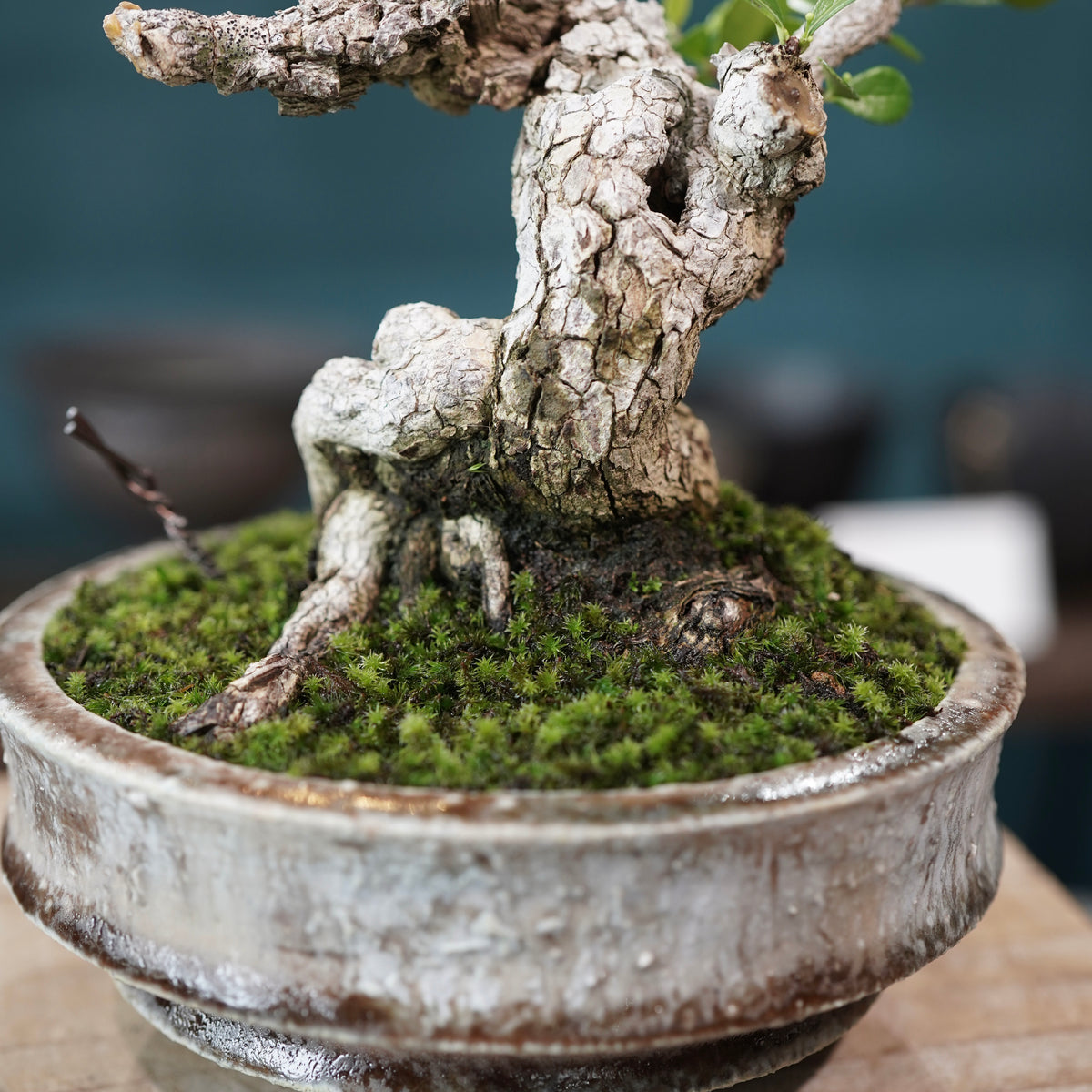 Old Gymnosporia diversifolia (古木ハリツルマサキ) × 小野瀬一 “archaic” No.1