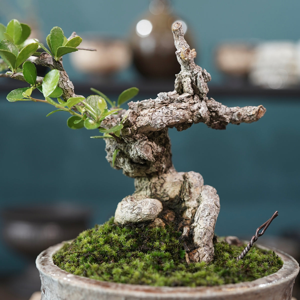 Old Gymnosporia diversifolia (古木ハリツルマサキ) × 小野瀬一 “archaic” No.1