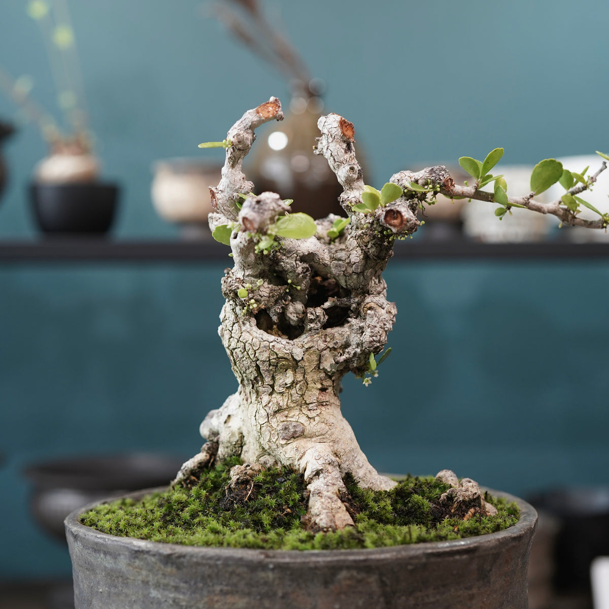 Old Gymnosporia diversifolia (古木ハリツルマサキ) × 小野瀬一 “archaic” No.2