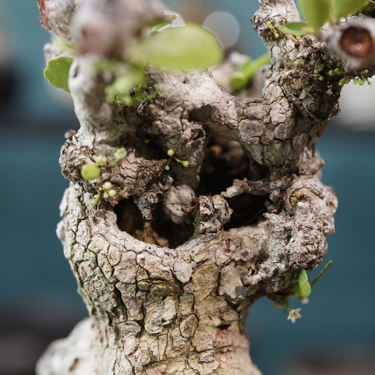 Old Gymnosporia diversifolia (古木ハリツルマサキ) × 小野瀬一 “archaic” No.2