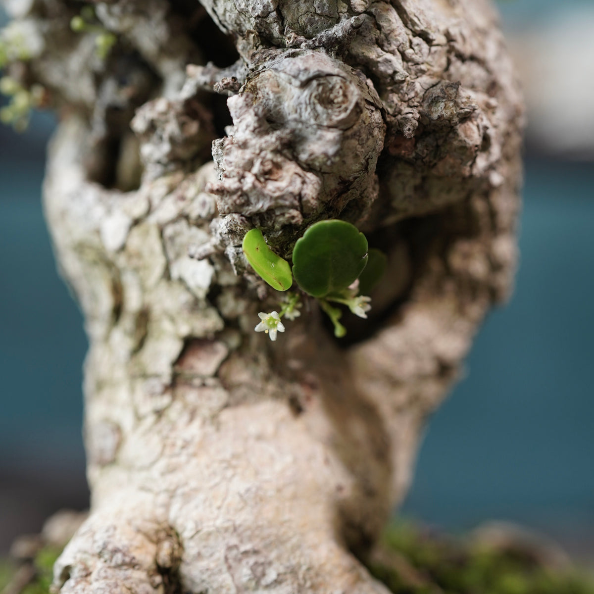 Old Gymnosporia diversifolia (古木ハリツルマサキ) × 小野瀬一 “archaic” No.2