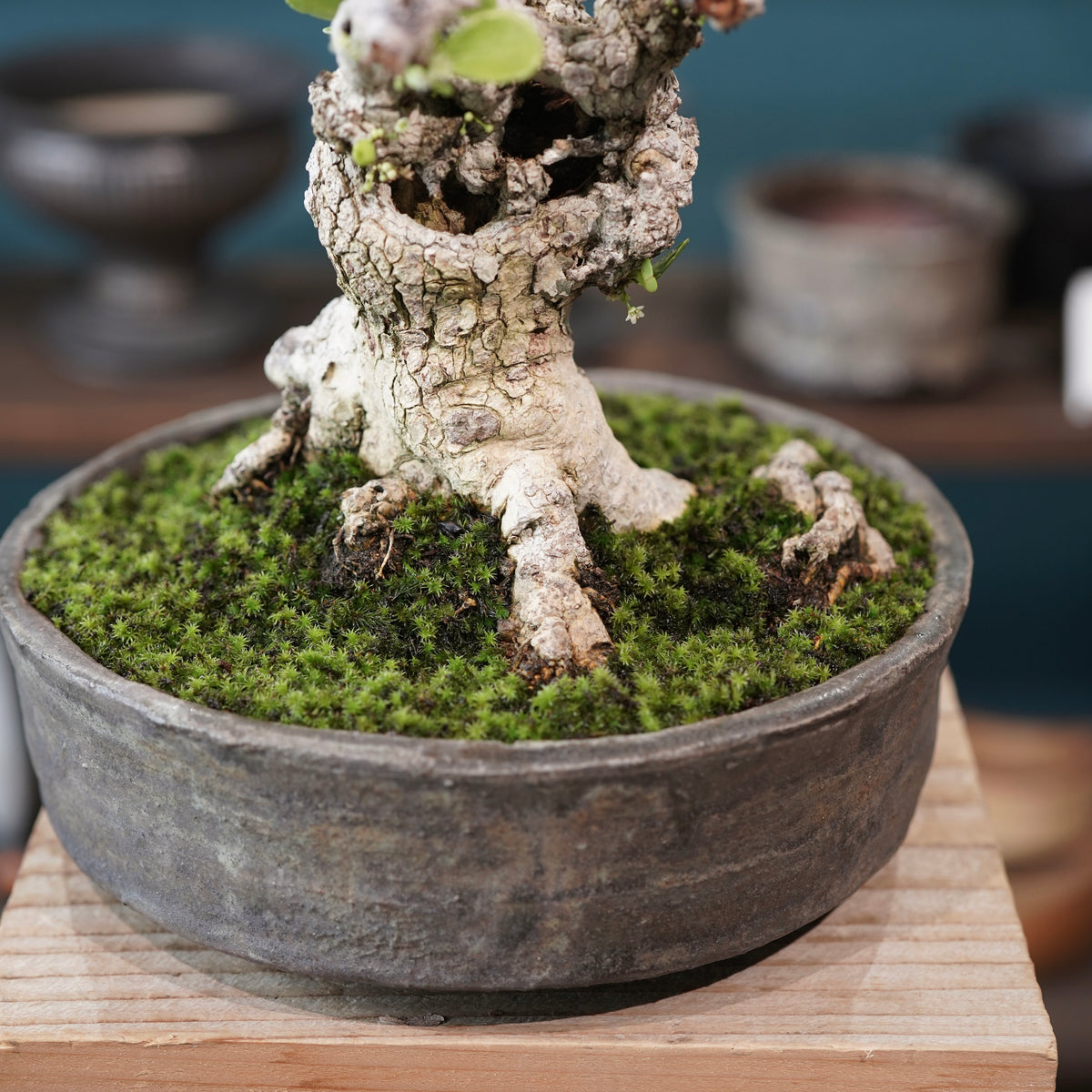 Old Gymnosporia diversifolia (古木ハリツルマサキ) × 小野瀬一 “archaic” No.2