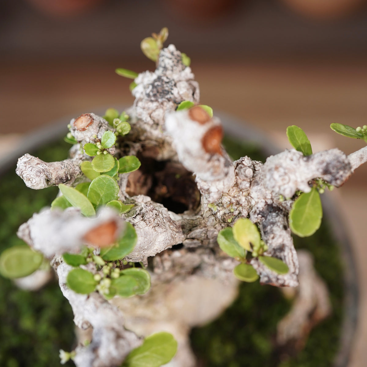 Old Gymnosporia diversifolia (古木ハリツルマサキ) × 小野瀬一 “archaic” No.2