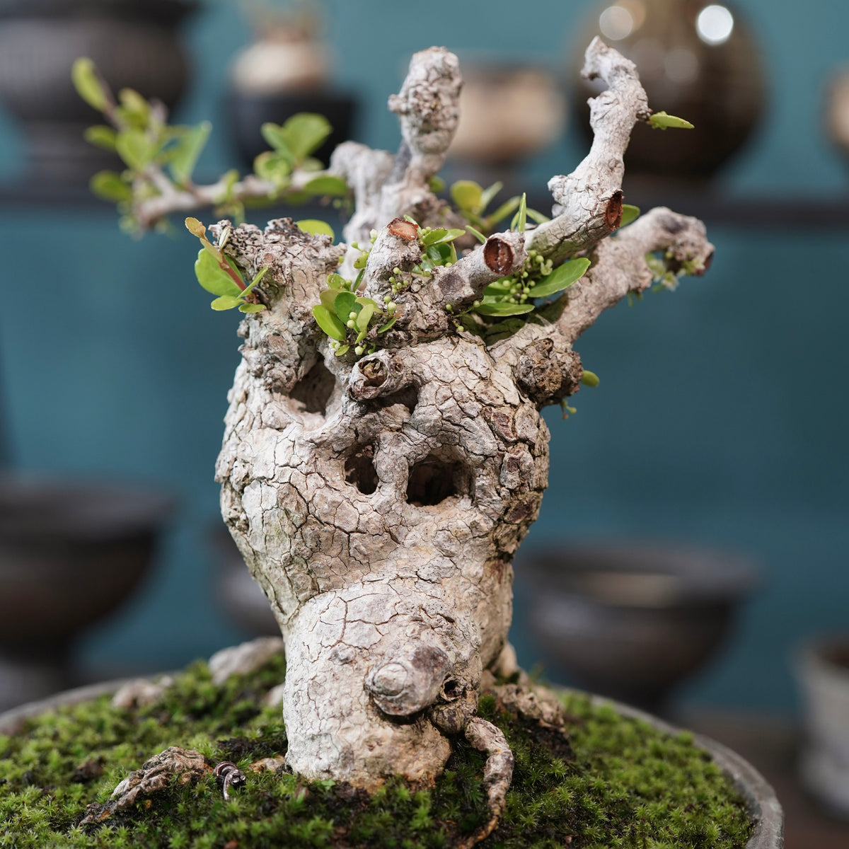 Old Gymnosporia diversifolia (古木ハリツルマサキ) × 小野瀬一 “archaic” No.2