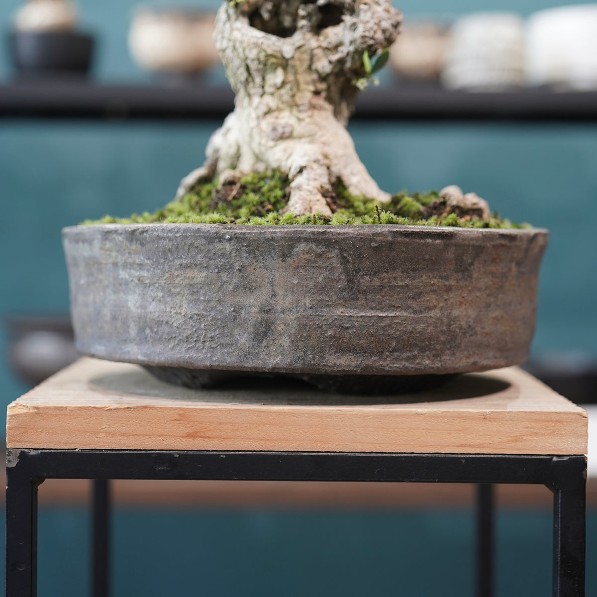 Old Gymnosporia diversifolia (古木ハリツルマサキ) × 小野瀬一 “archaic” No.2